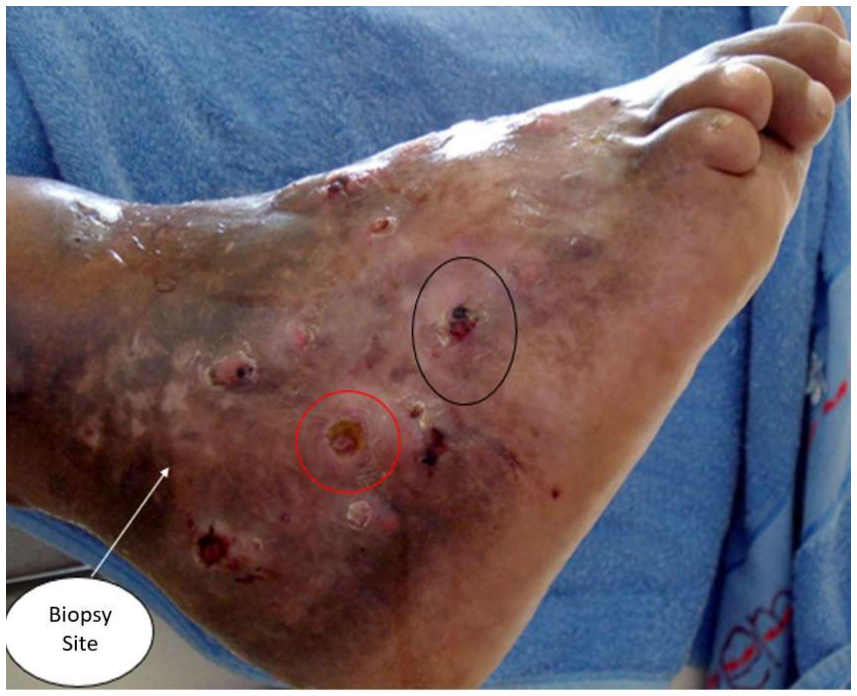 Dermatopathology 08 00053 g001