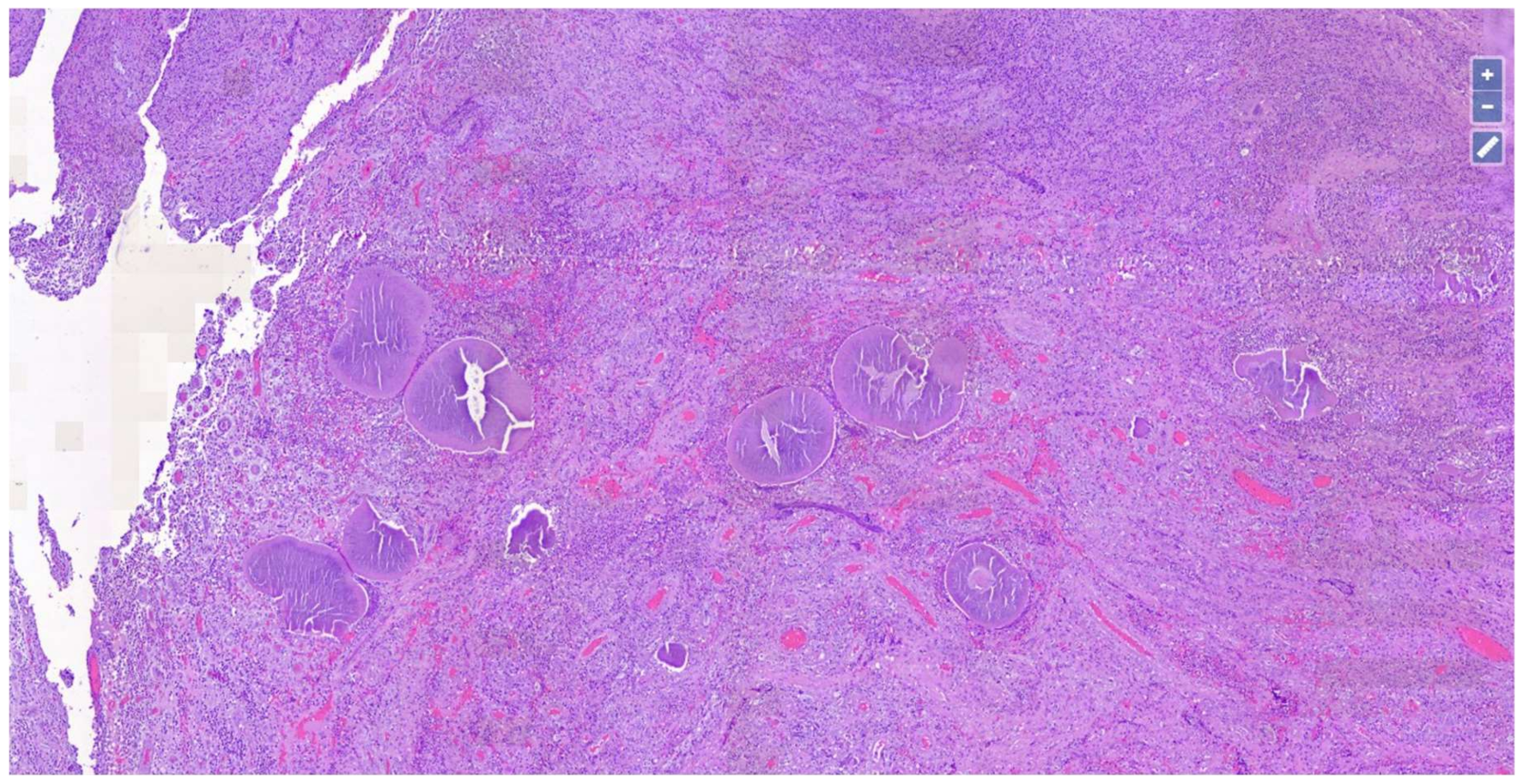 Dermatopathology 08 00053 g002
