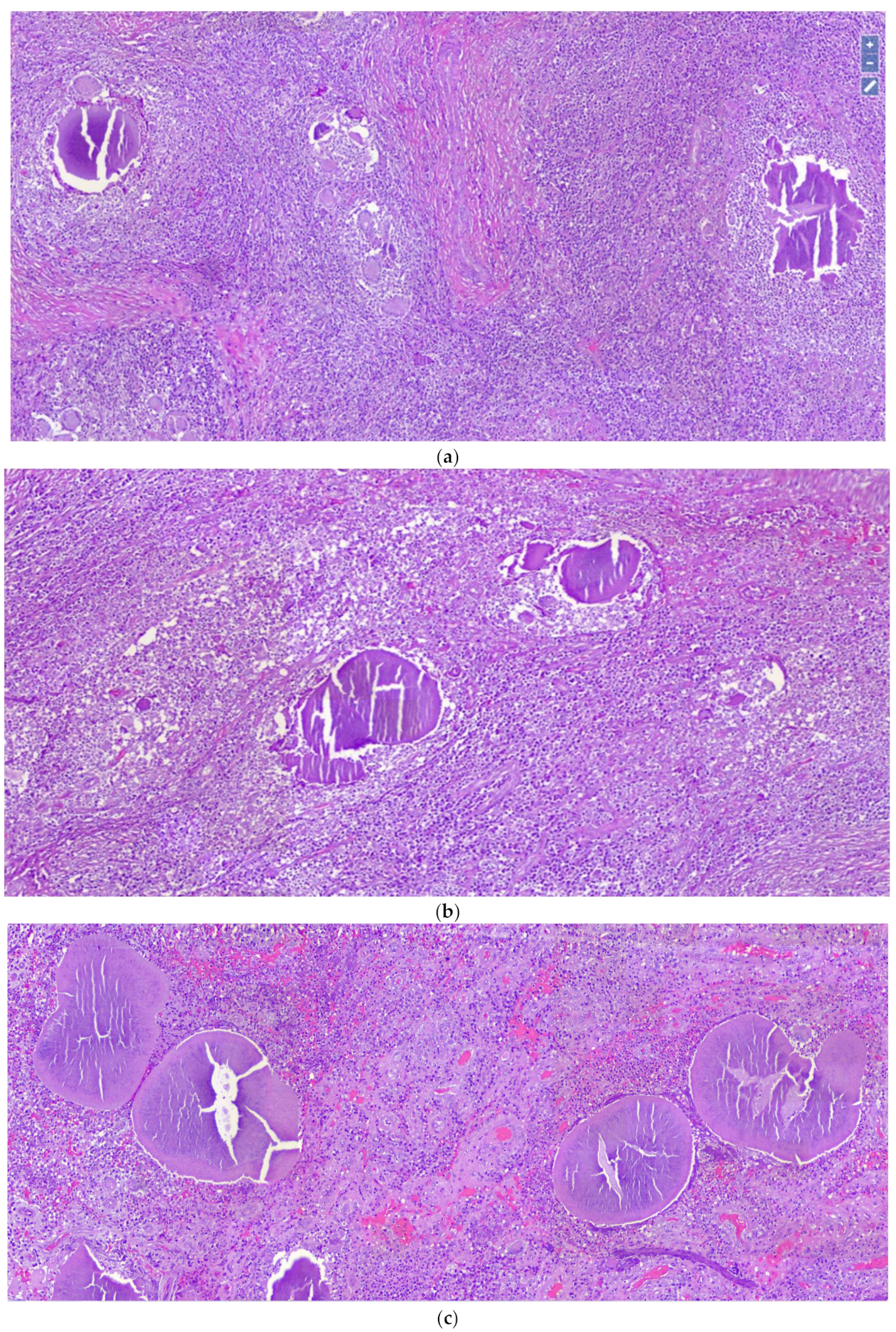 Dermatopathology 08 00053 g003