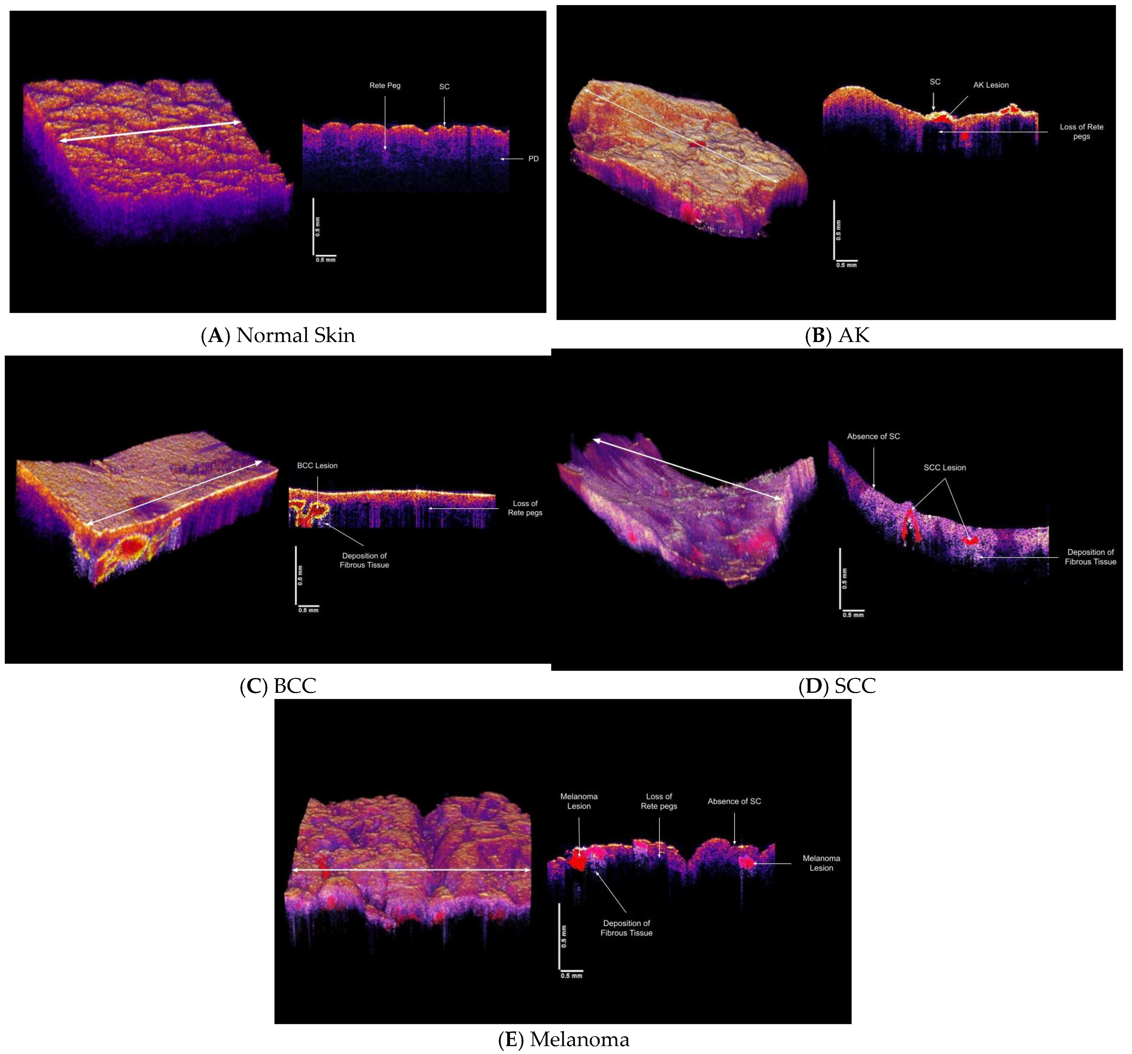 Dermatopathology 08 00058 g003