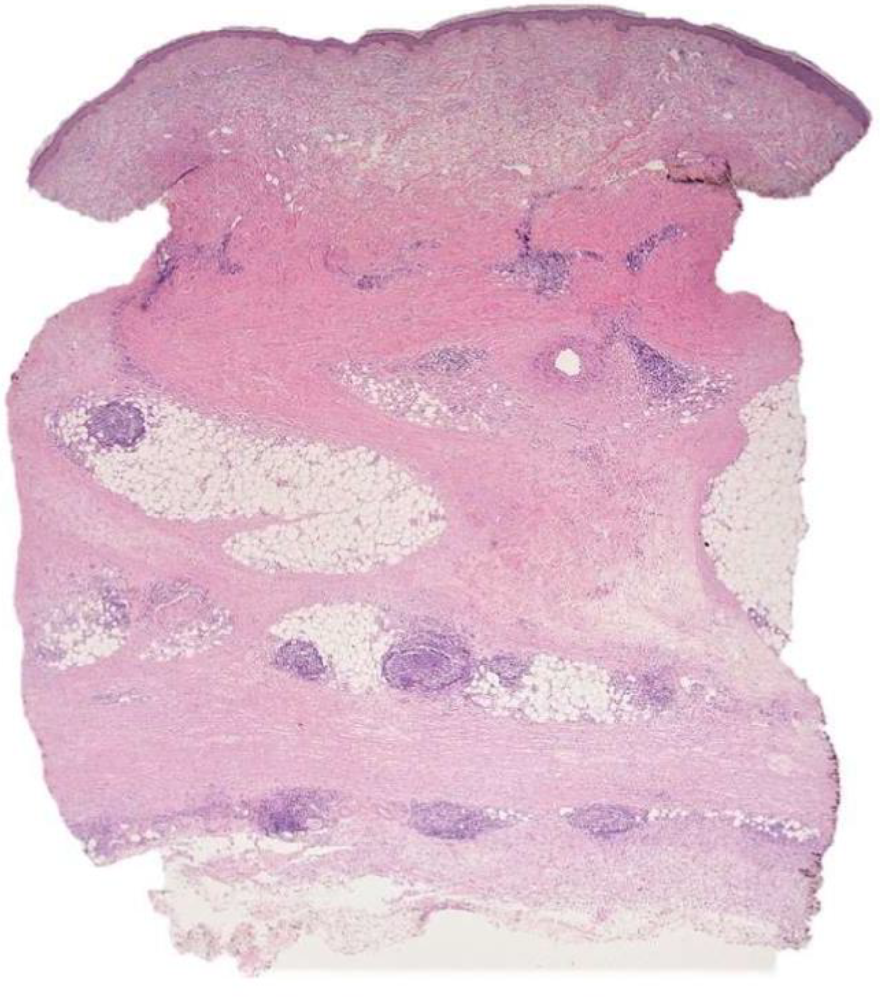 Dermatopathology 09 00003 g001