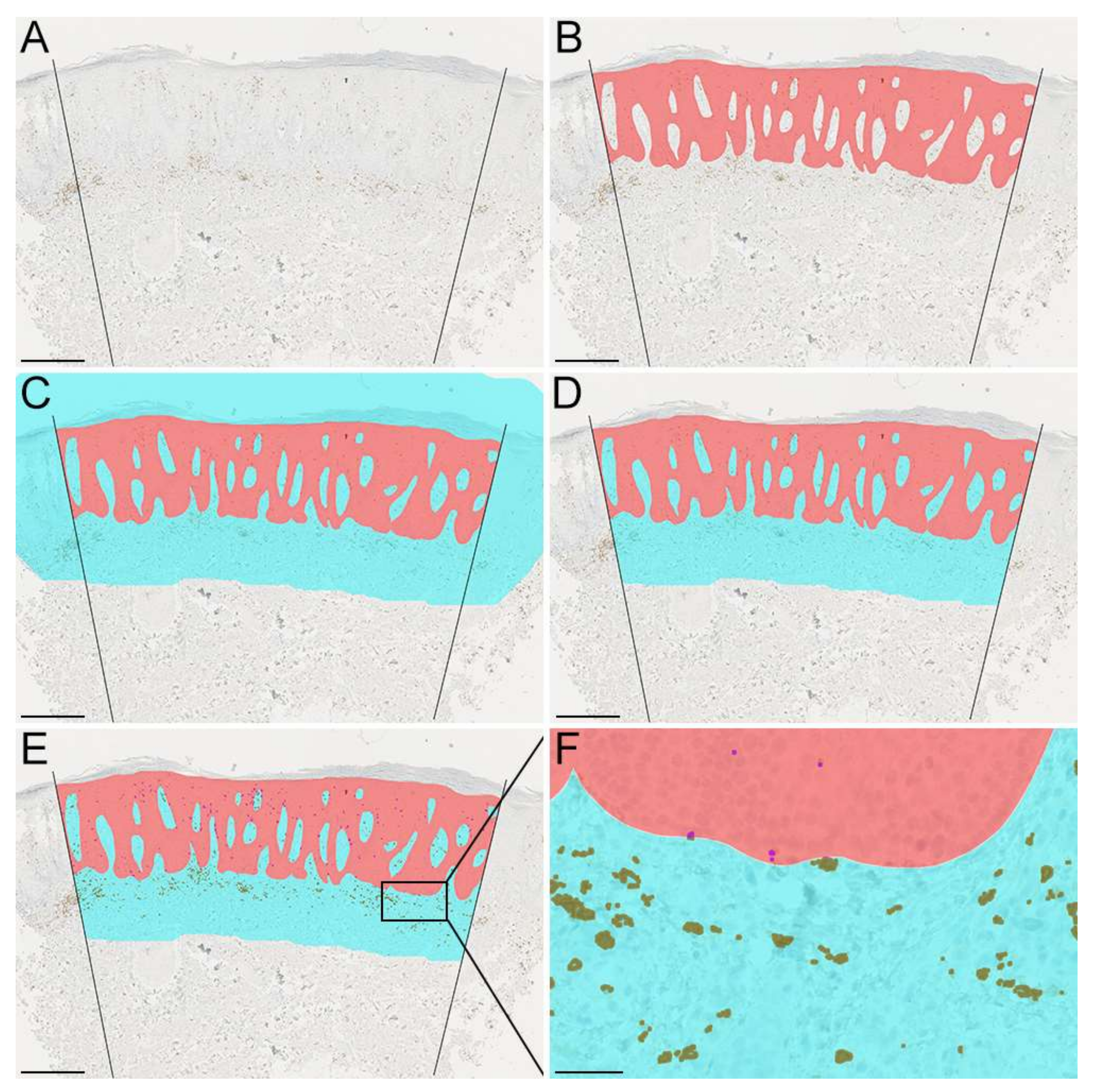 Dermatopathology 09 00011 g002