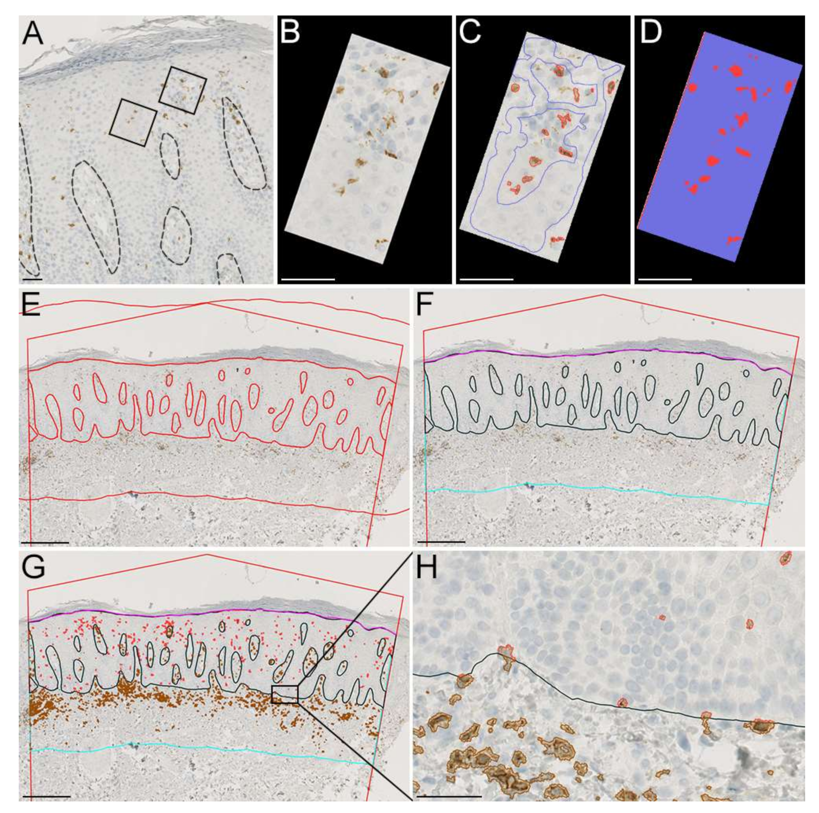 Dermatopathology 09 00011 g003