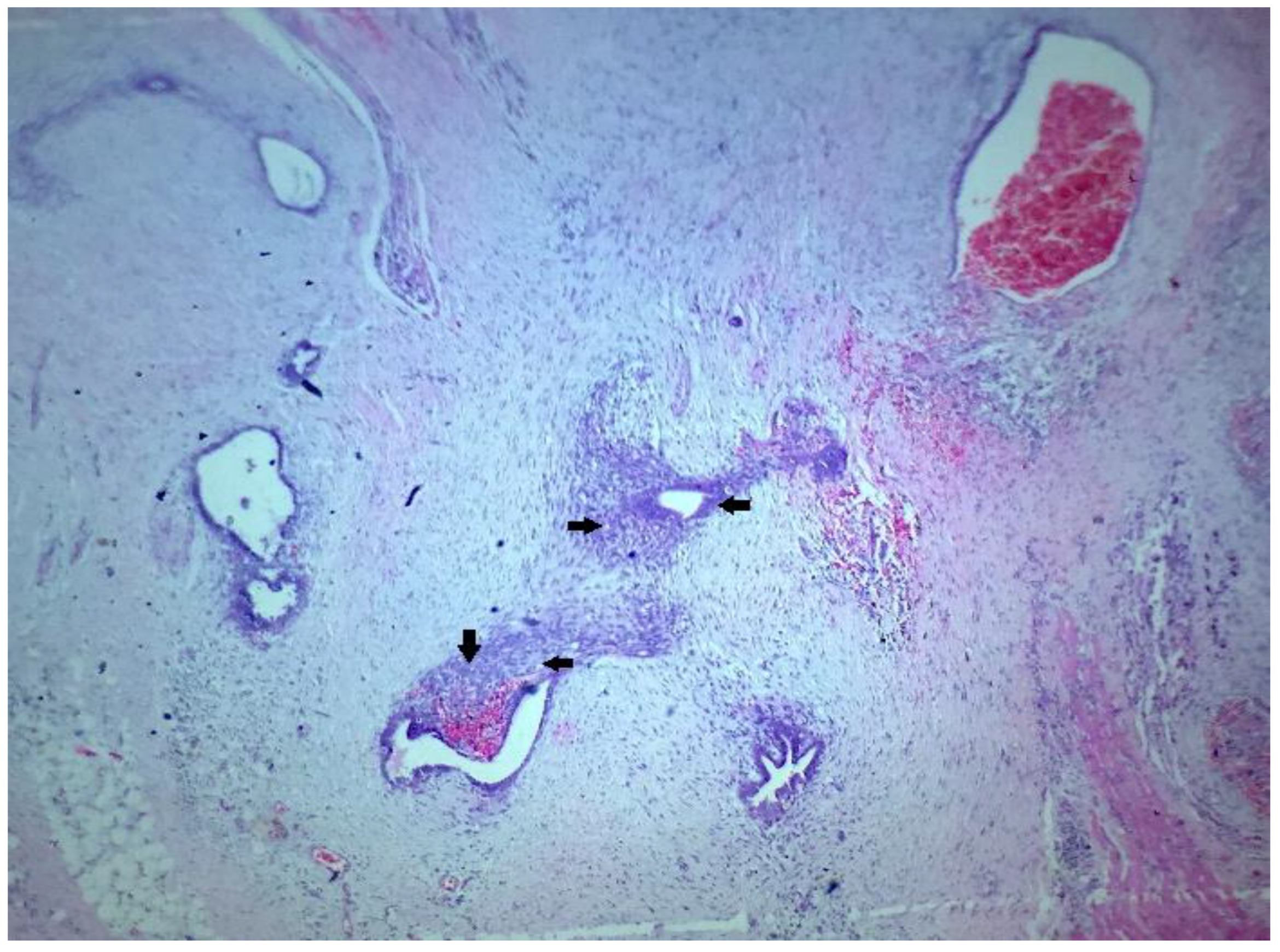 Dermatopathology 09 00020 g004