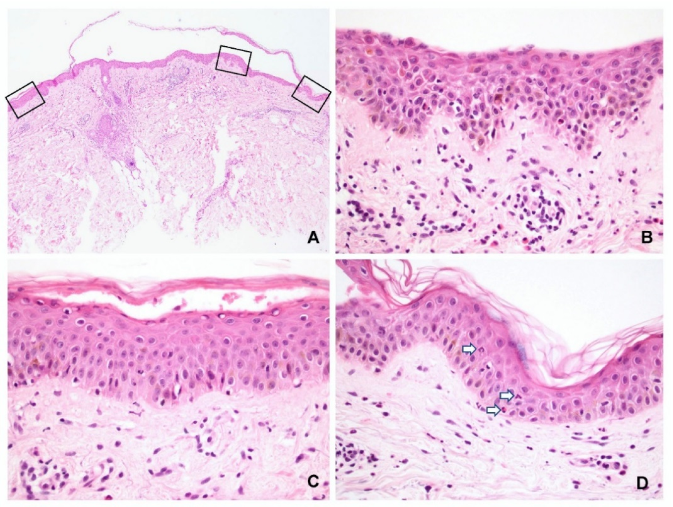 Dermatopathology 09 00022 g002