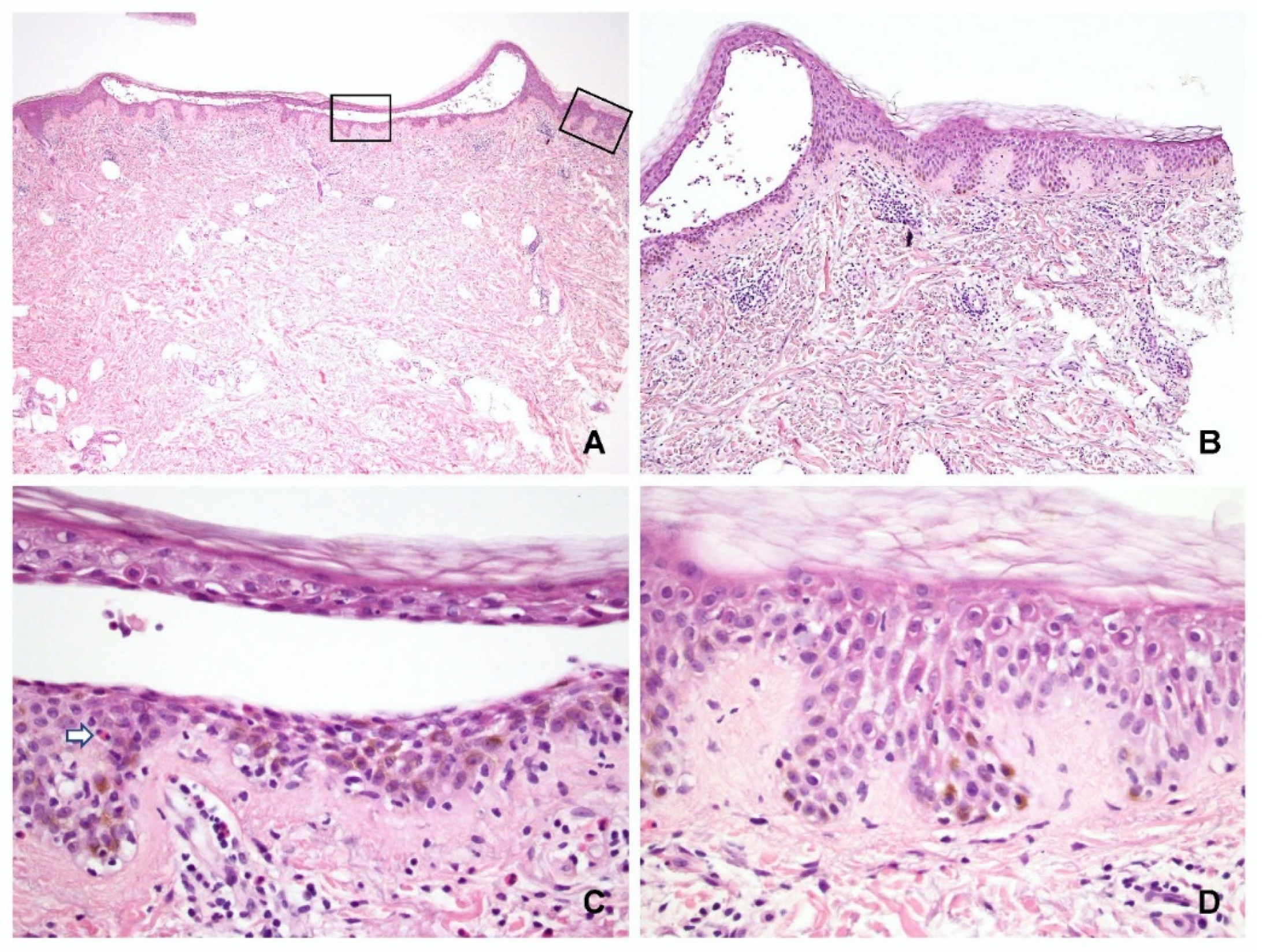 Dermatopathology 09 00022 g003