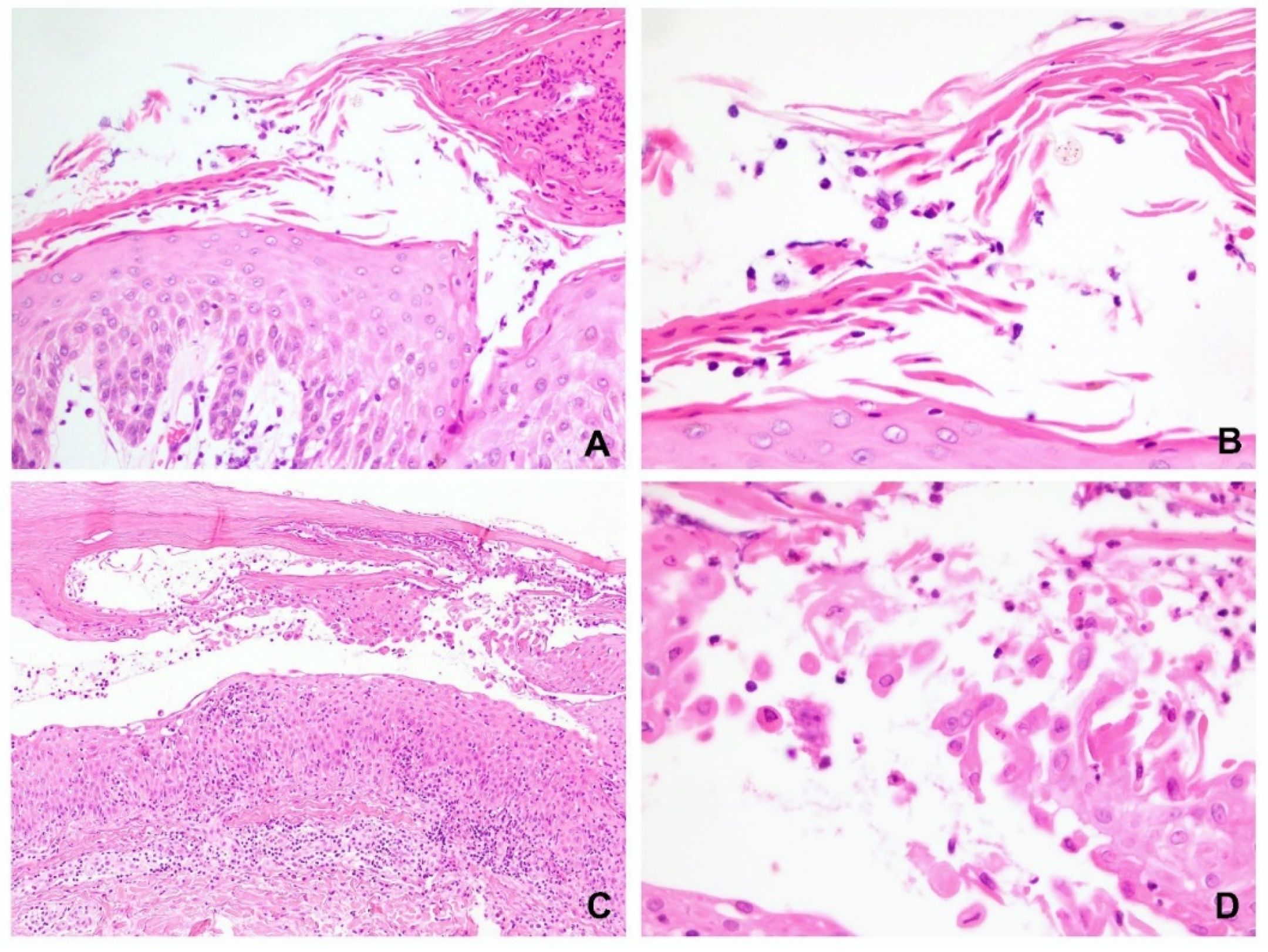 Dermatopathology 09 00022 g006