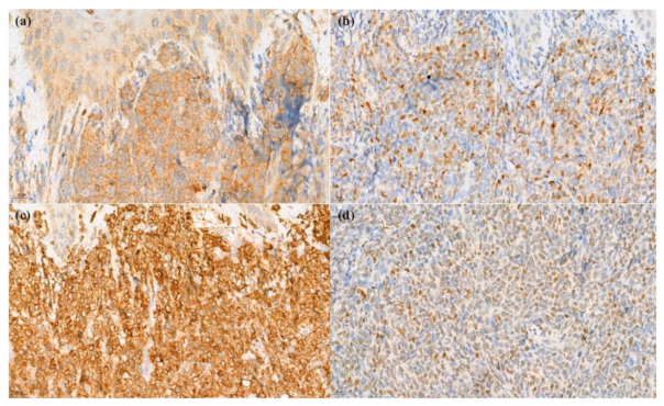 Dermatopathology 09 00038 g003