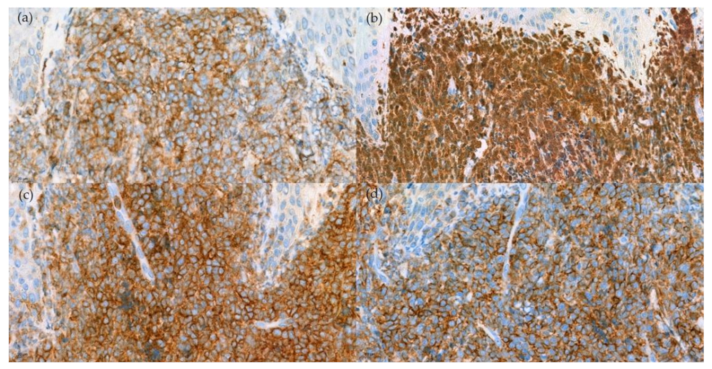 Dermatopathology 09 00038 g004