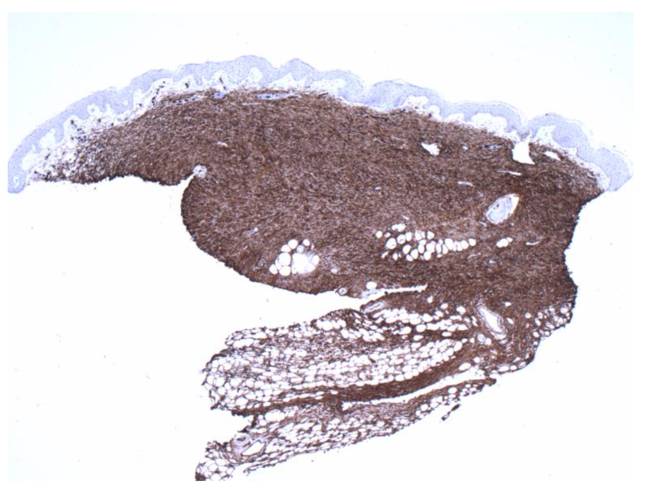 Dermatopathology 09 00044 g006