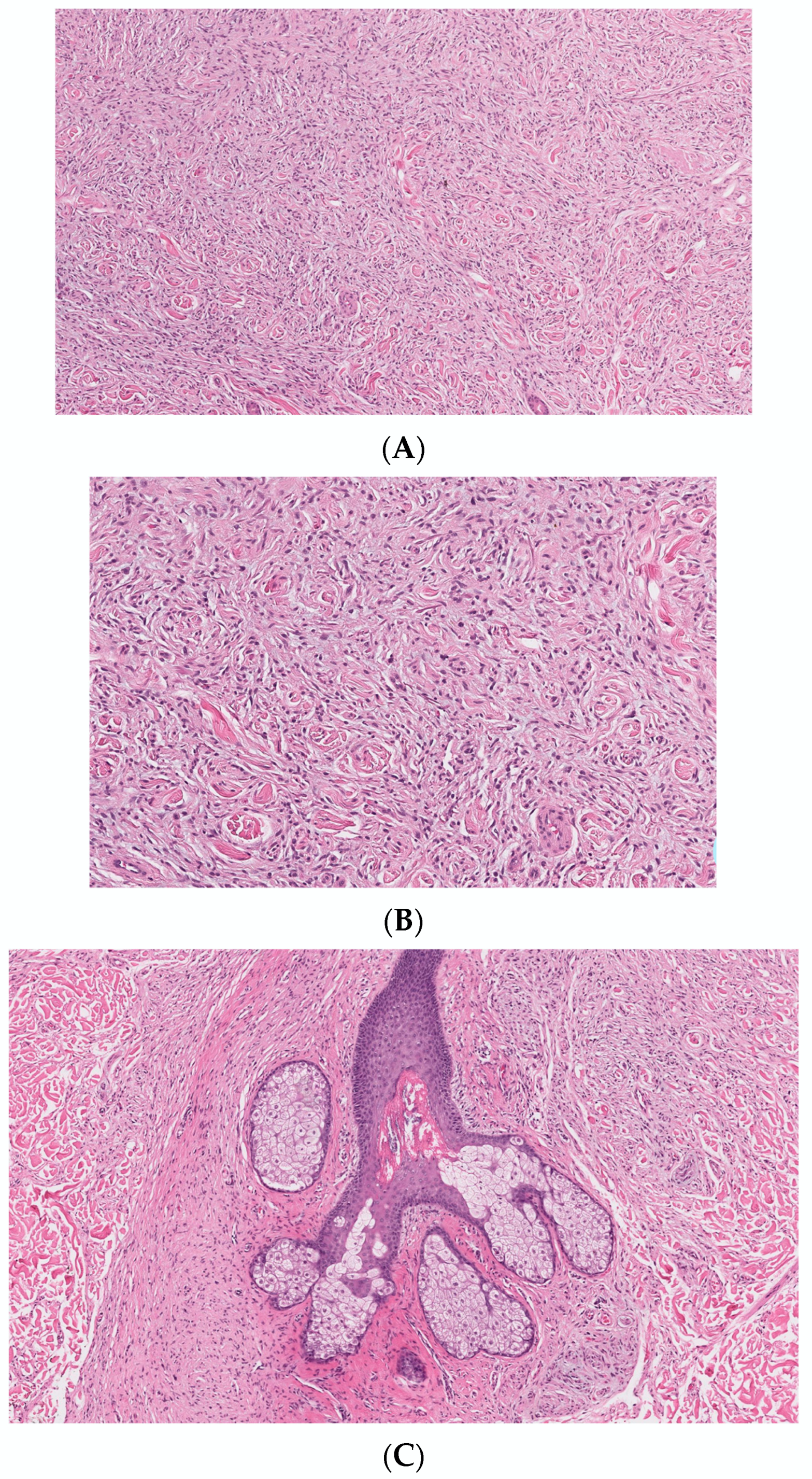 Dermatopathology 10 00001 g001 Dermatopathology 10 00001 g001