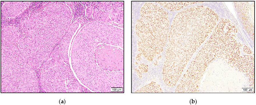 Dermatopathology 10 00011 g003