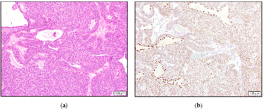 Dermatopathology 10 00011 g004