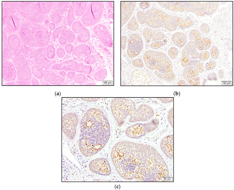 Dermatopathology 10 00011 g007
