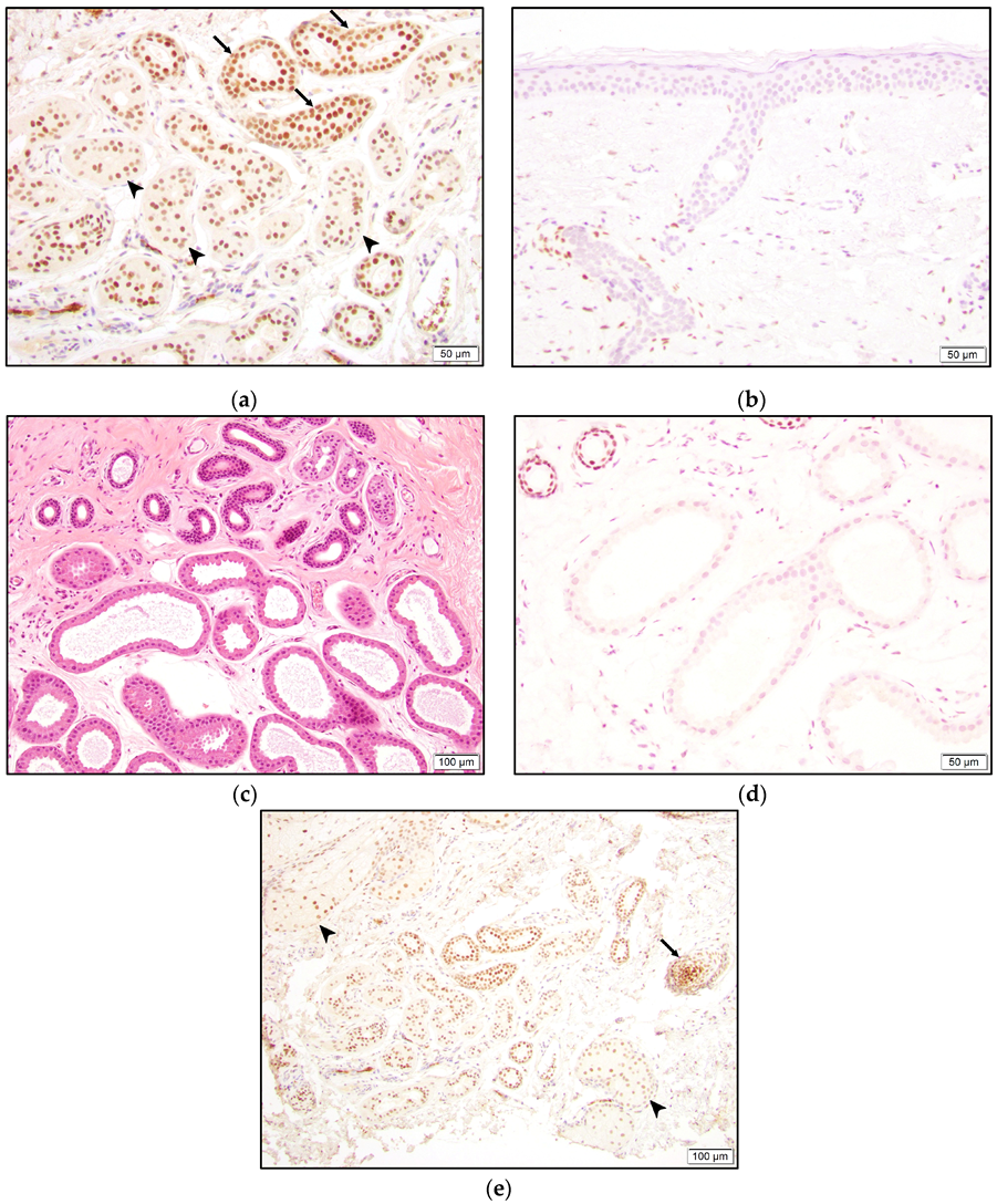 Dermatopathology 10 00011 g008