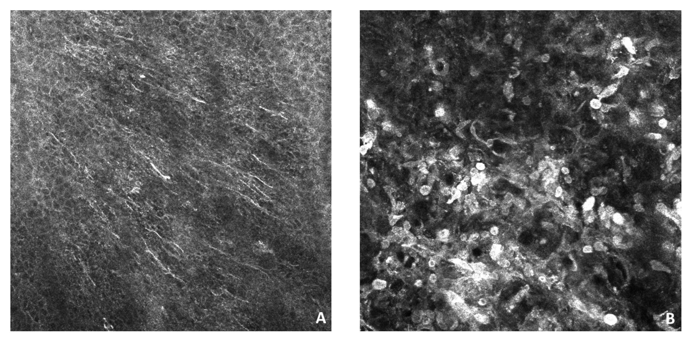 Dermatopathology 10 00022 g002