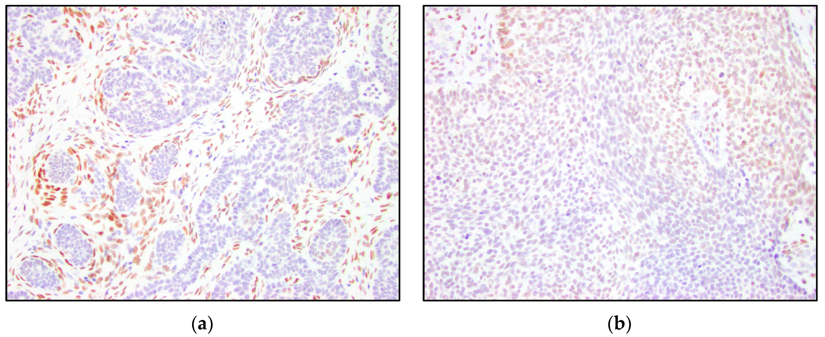 Dermatopathology 10 00025 g001a Dermatopathology 10 00025 g001a
