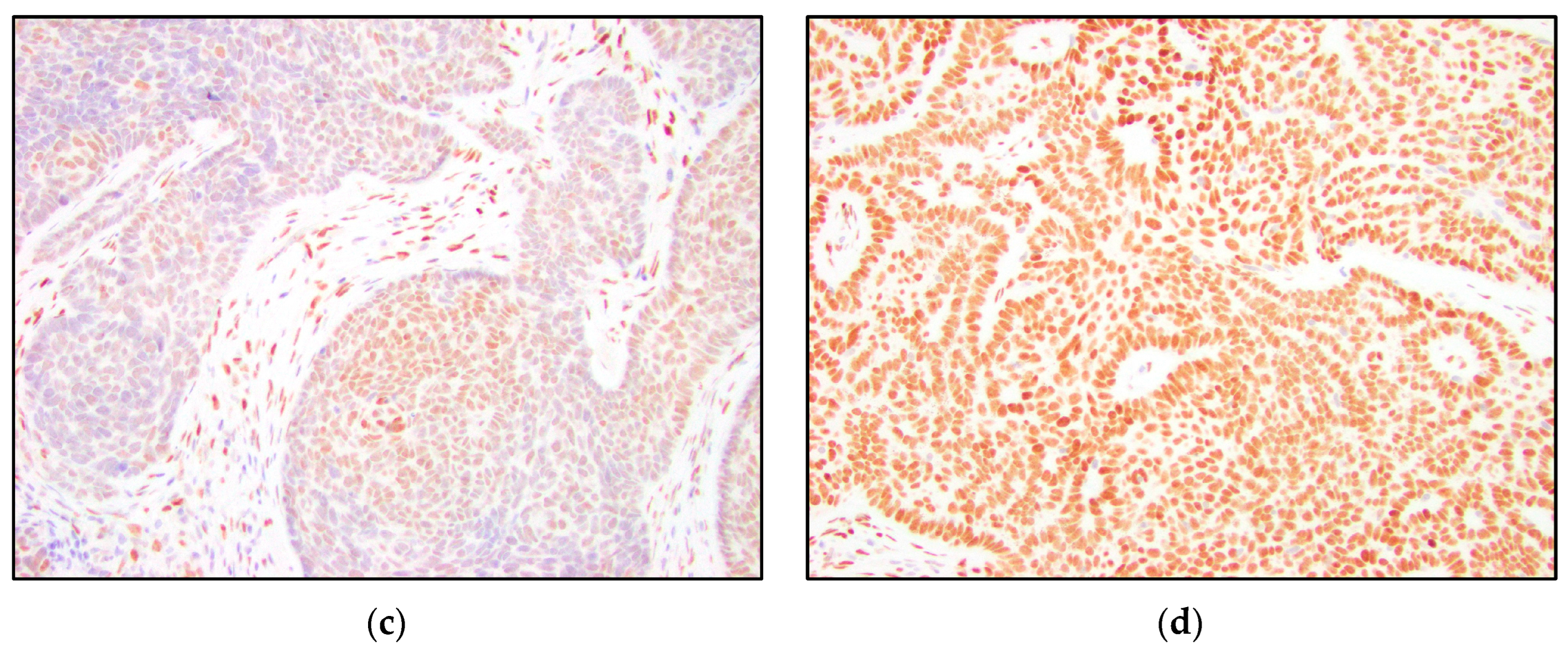 Dermatopathology 10 00025 g001b Dermatopathology 10 00025 g001b