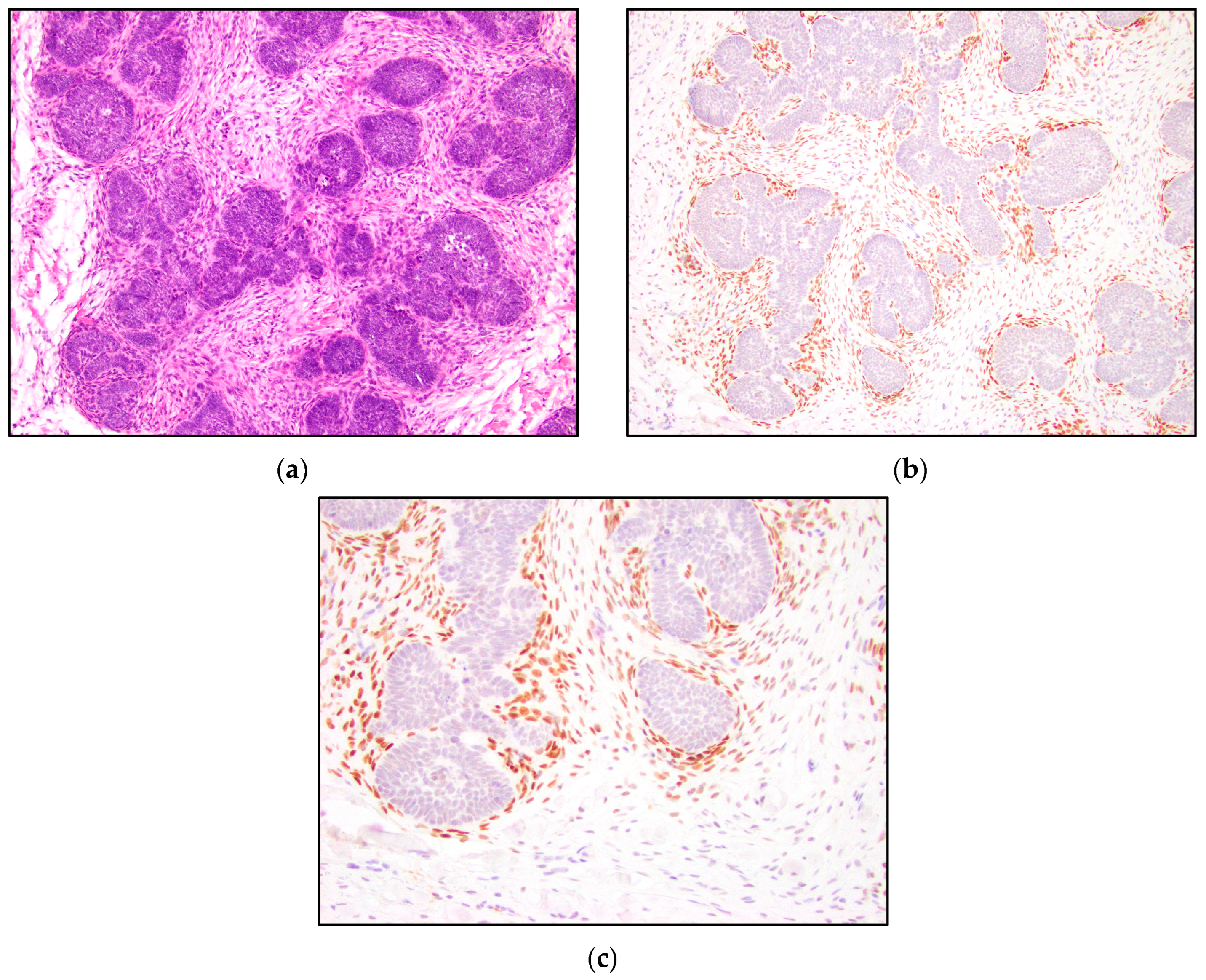 Dermatopathology 10 00025 g002 Dermatopathology 10 00025 g002