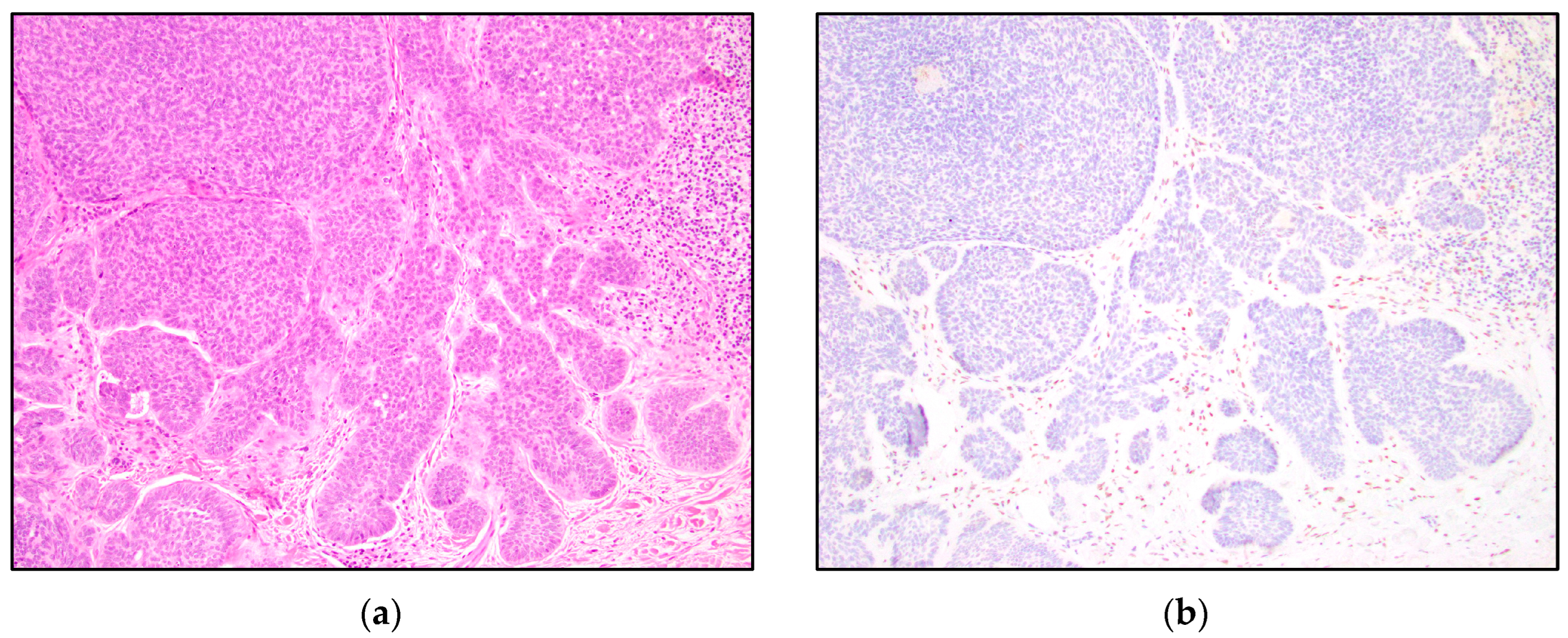 Dermatopathology 10 00025 g003a Dermatopathology 10 00025 g003a