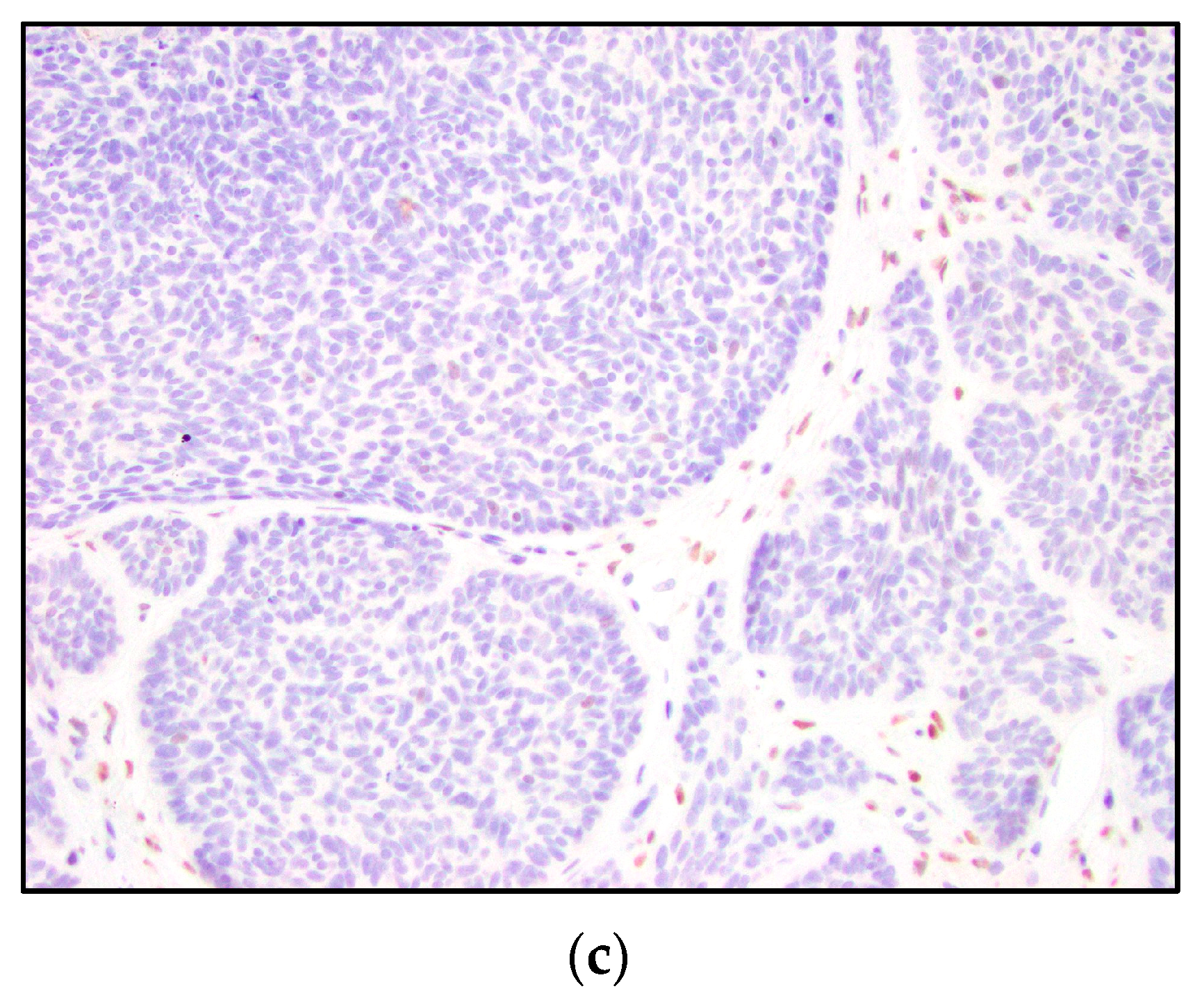 Dermatopathology 10 00025 g003b Dermatopathology 10 00025 g003b