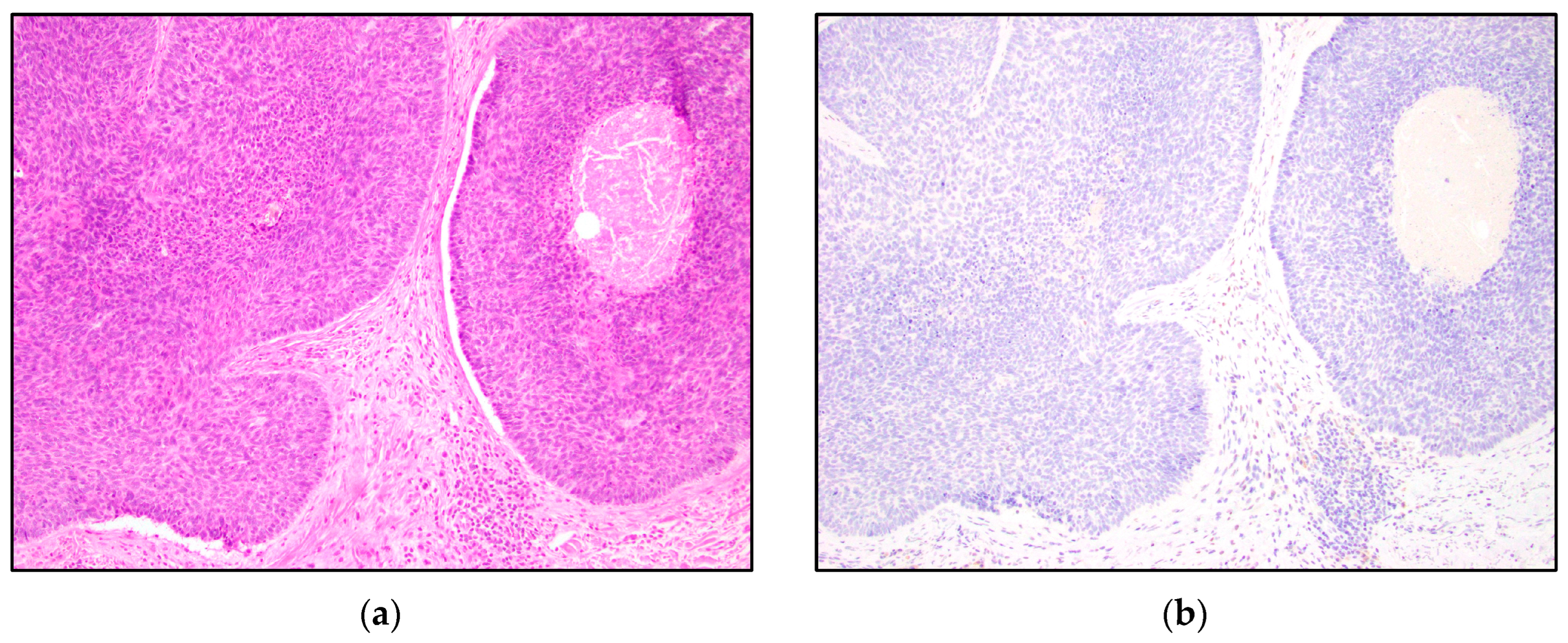 Dermatopathology 10 00025 g008 Dermatopathology 10 00025 g008