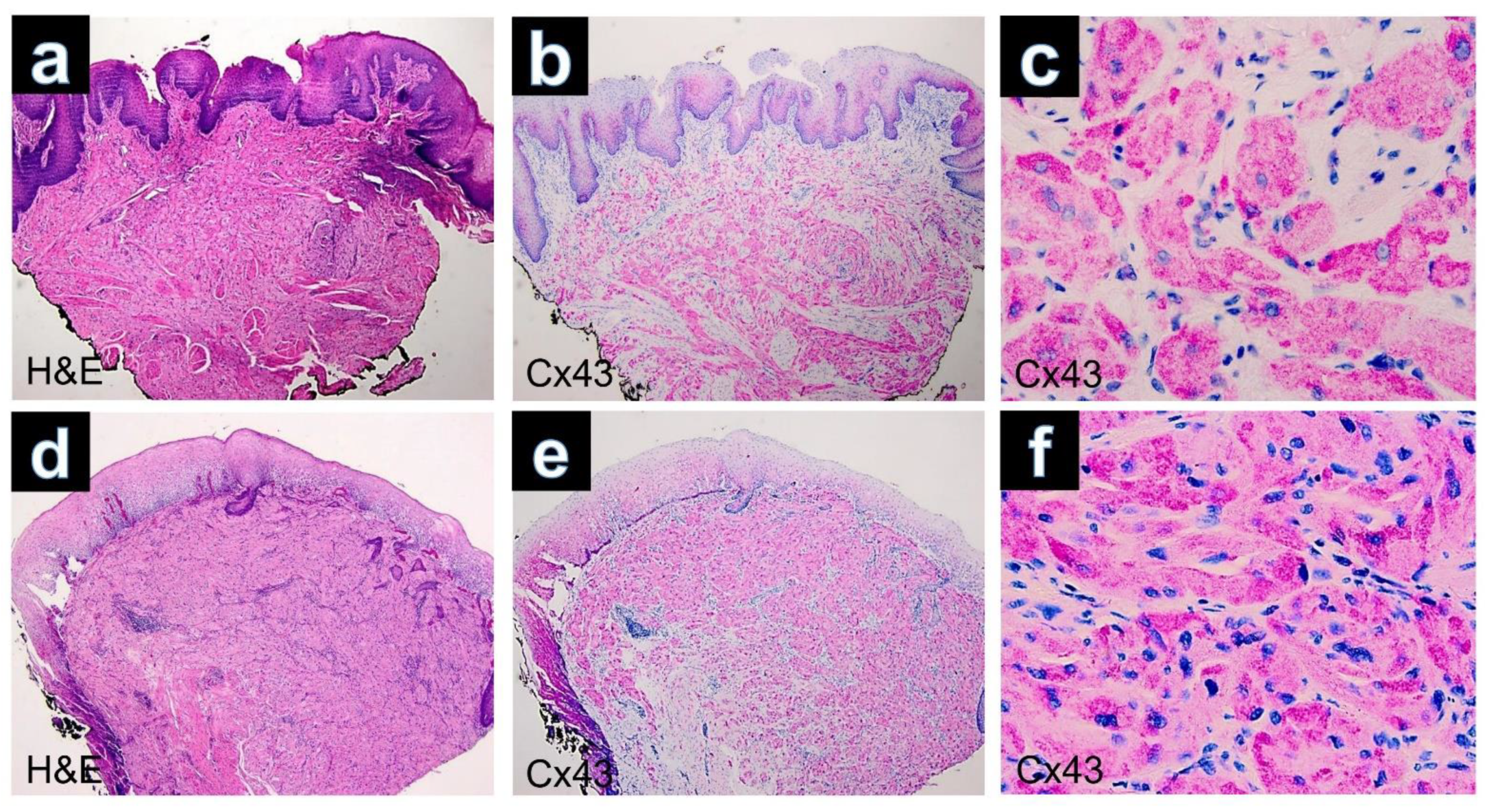 Dermatopathology 10 00026 g002