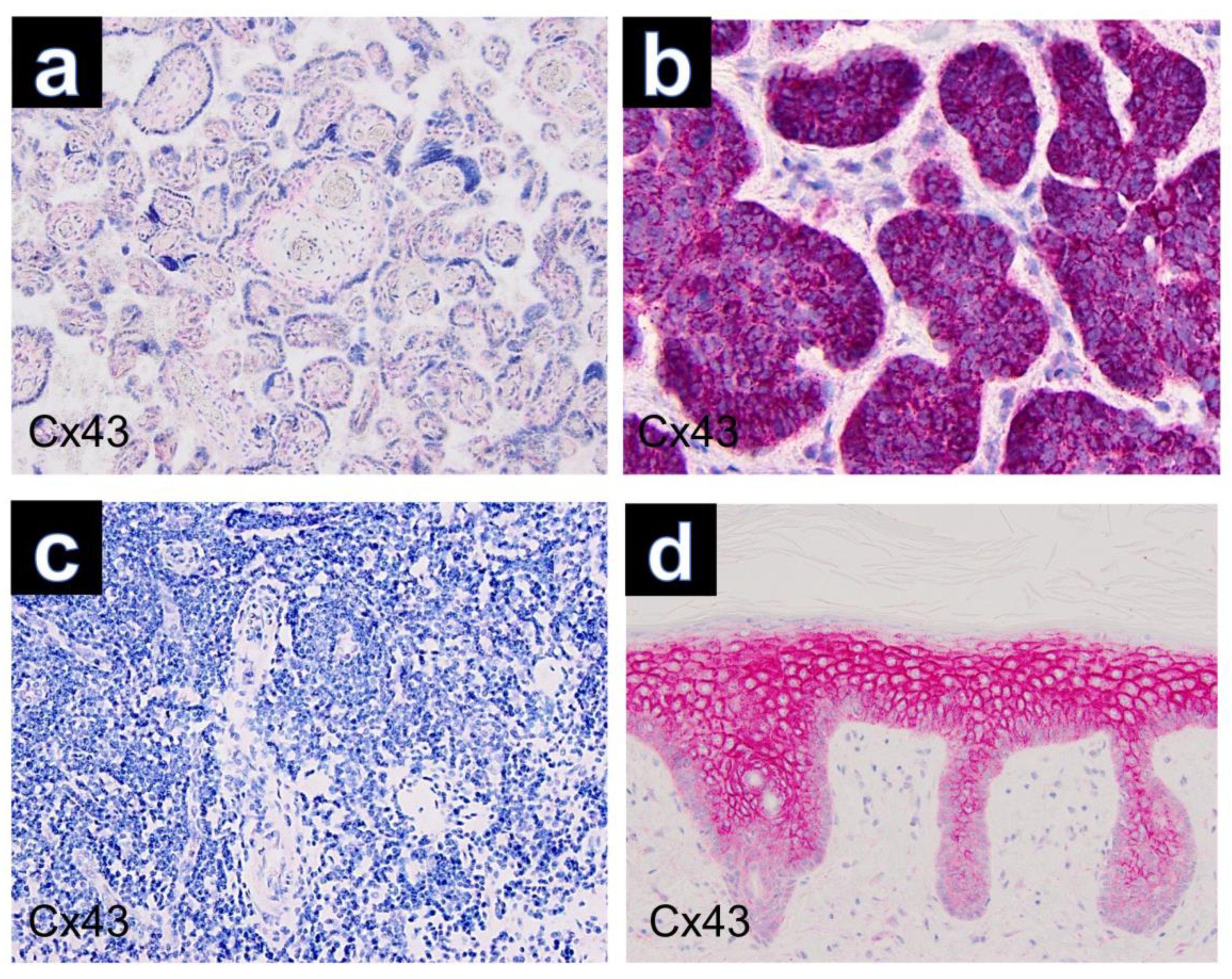 Dermatopathology 10 00026 g003
