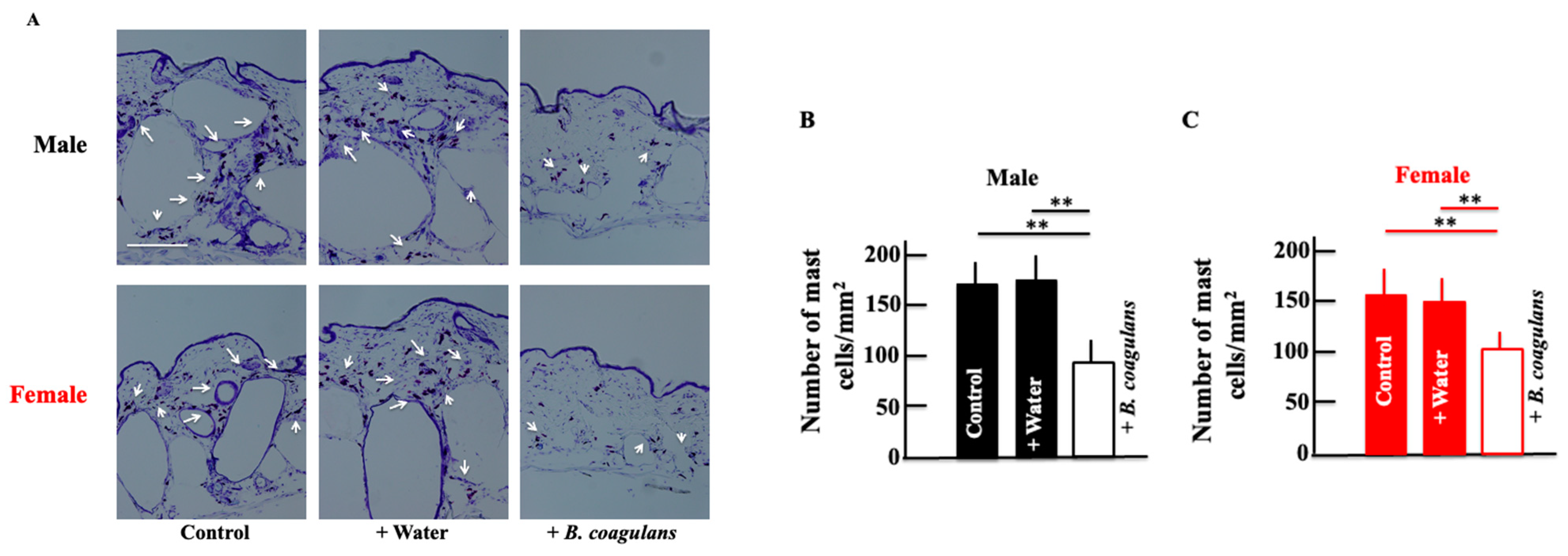 Dermatopathology 10 00037 g003 Dermatopathology 10 00037 g003