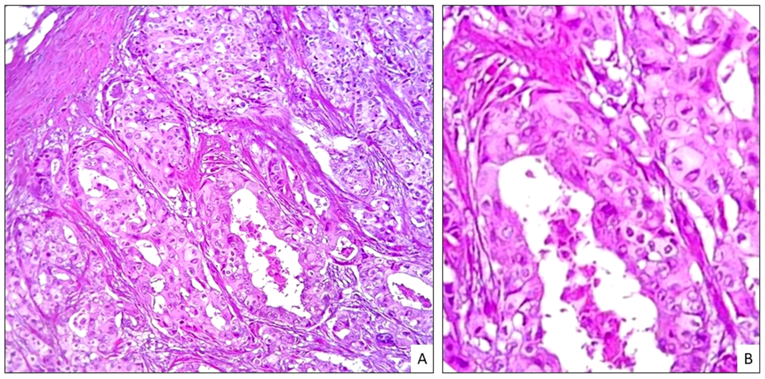 Dermatopathology 11 00016 g003