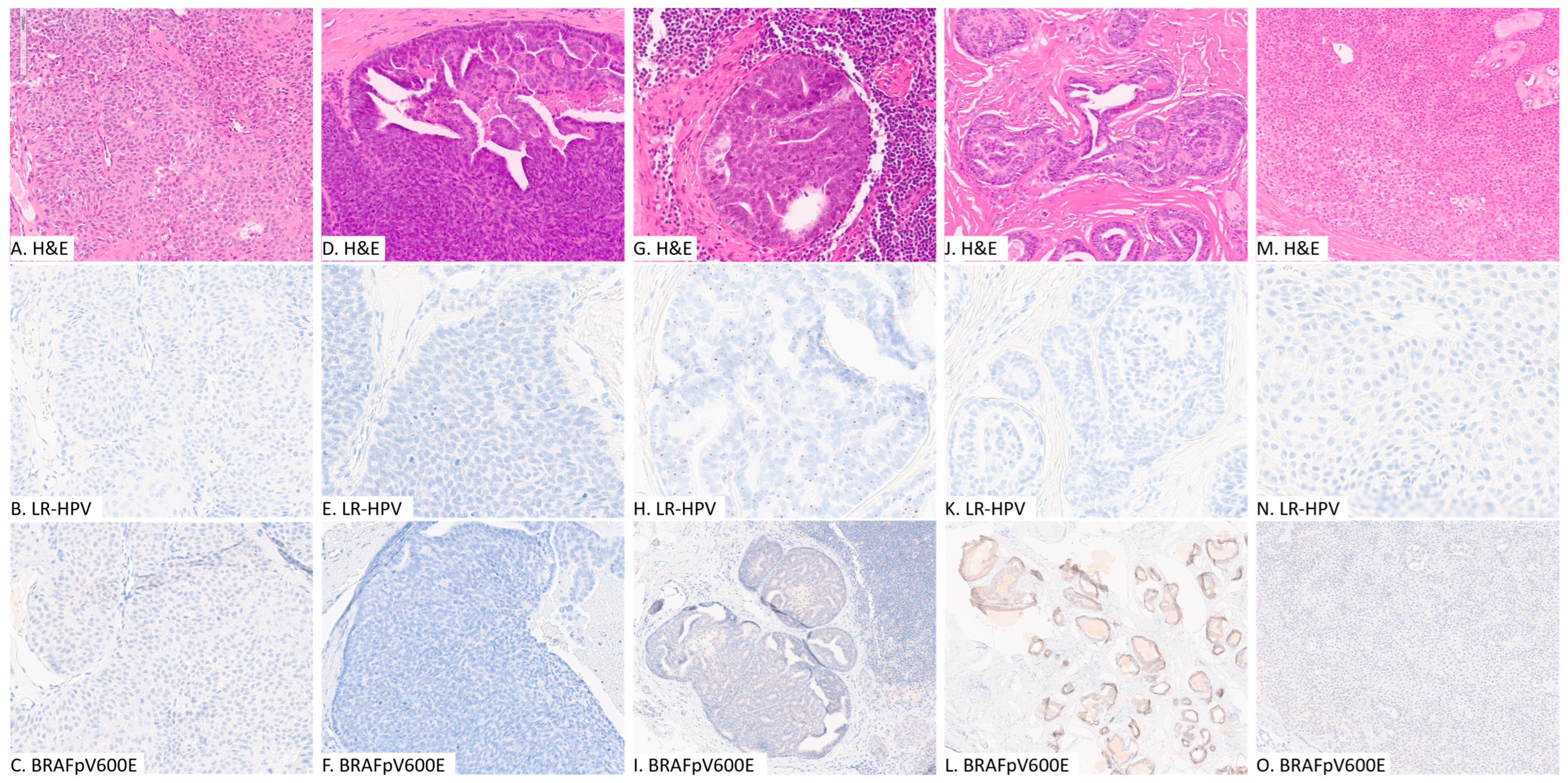 Dermatopathology 11 00018 g001