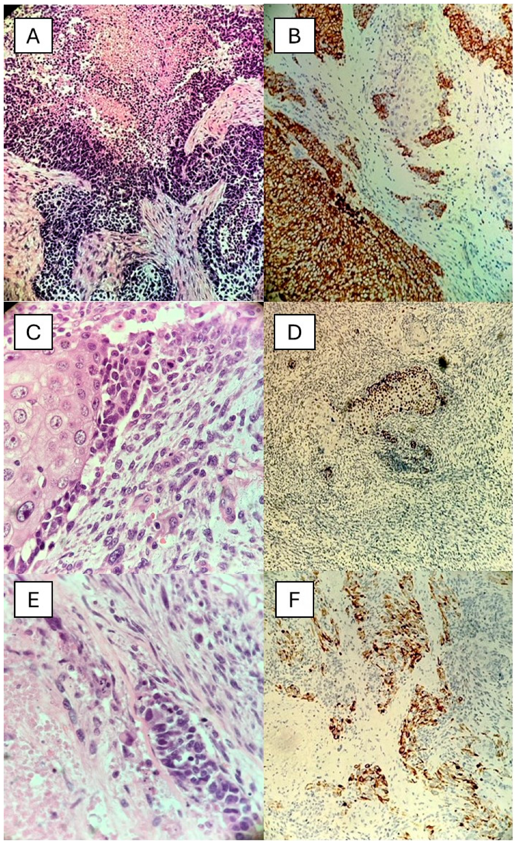 Dermatopathology 11 00022 g003
