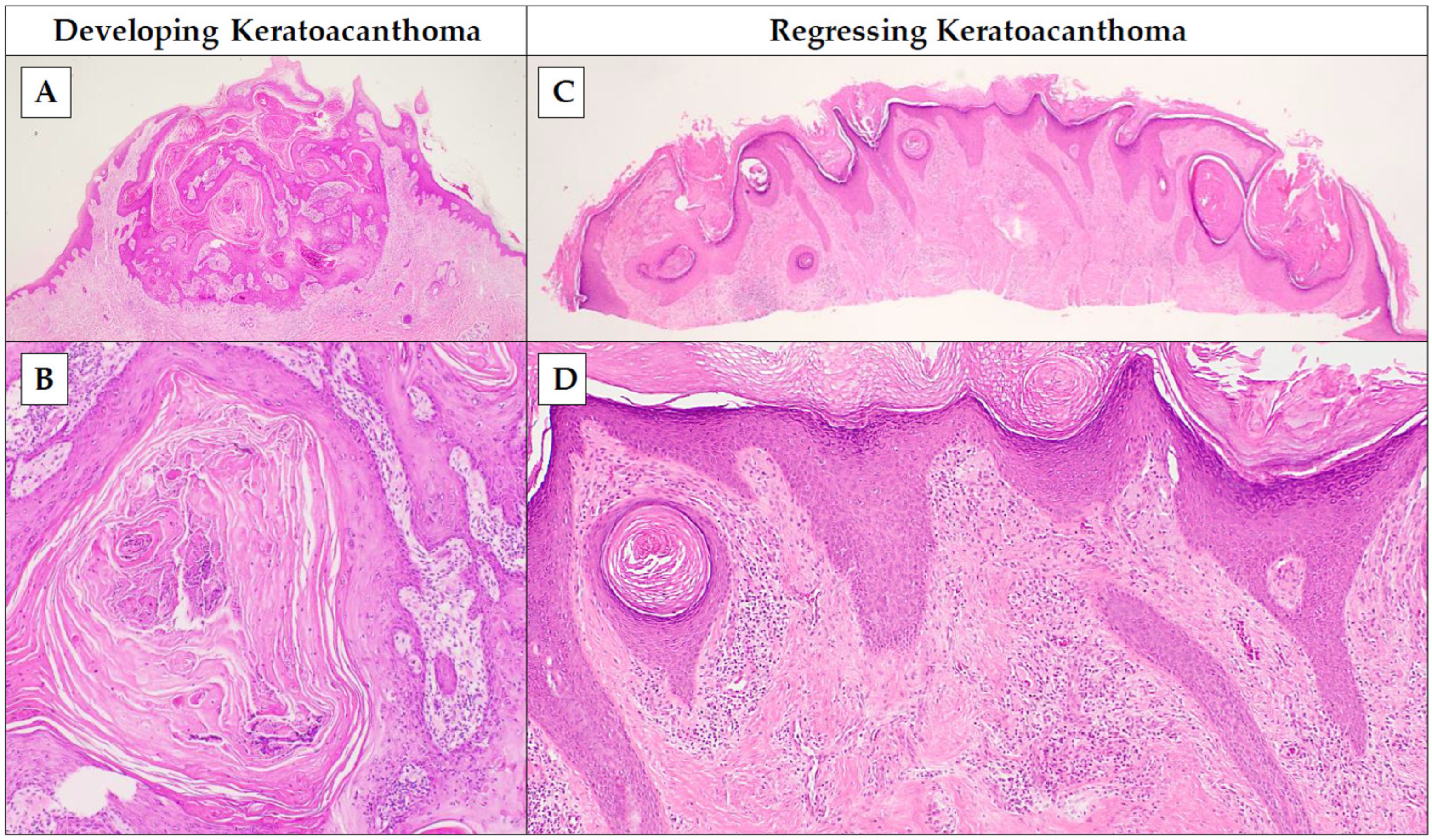 Dermatopathology 11 00029 g001