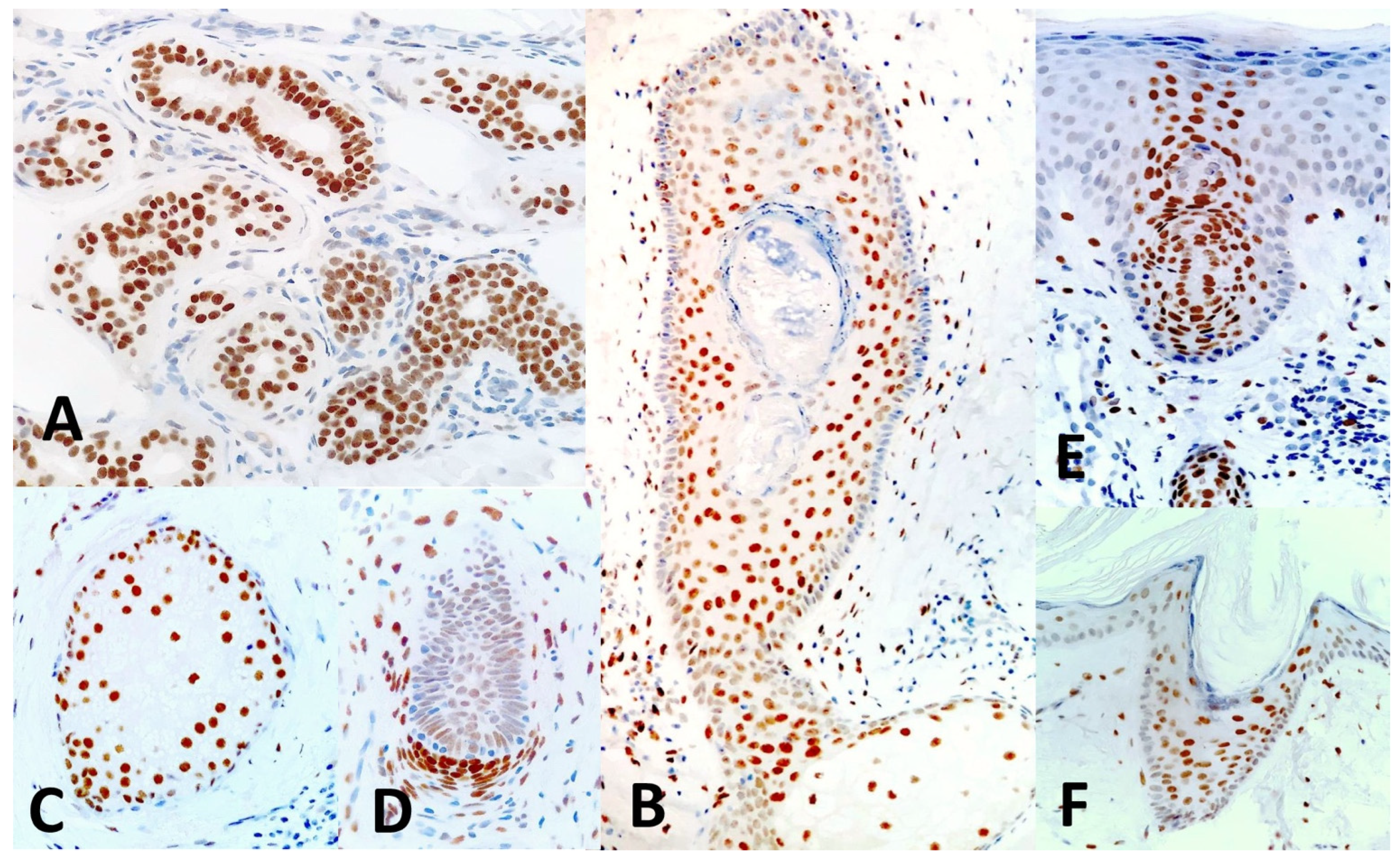 Dermatopathology 11 00031 g001