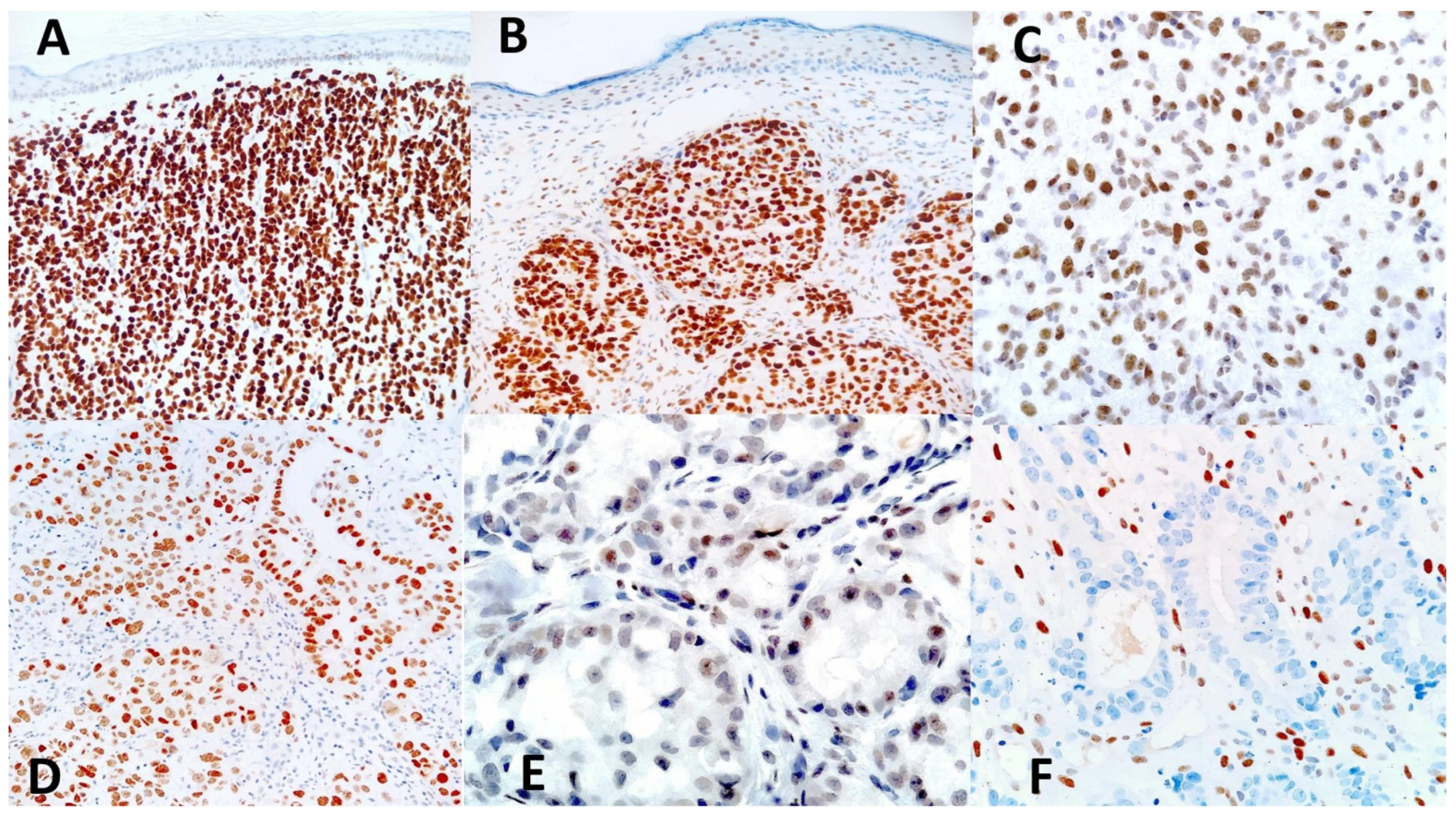 Dermatopathology 11 00031 g002