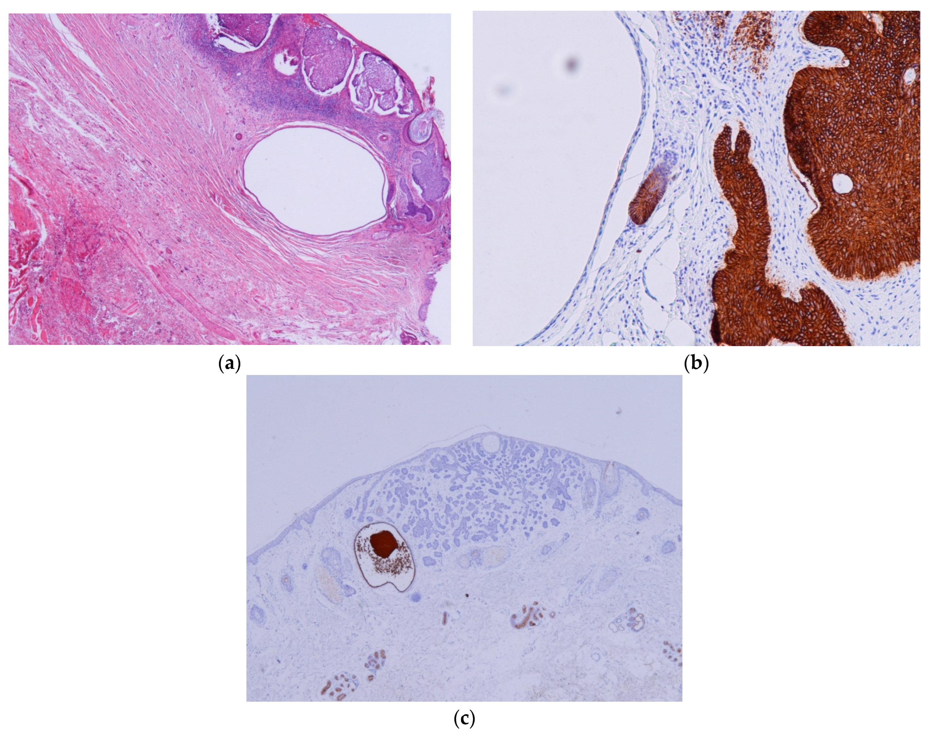Dermatopathology 11 00032 g001