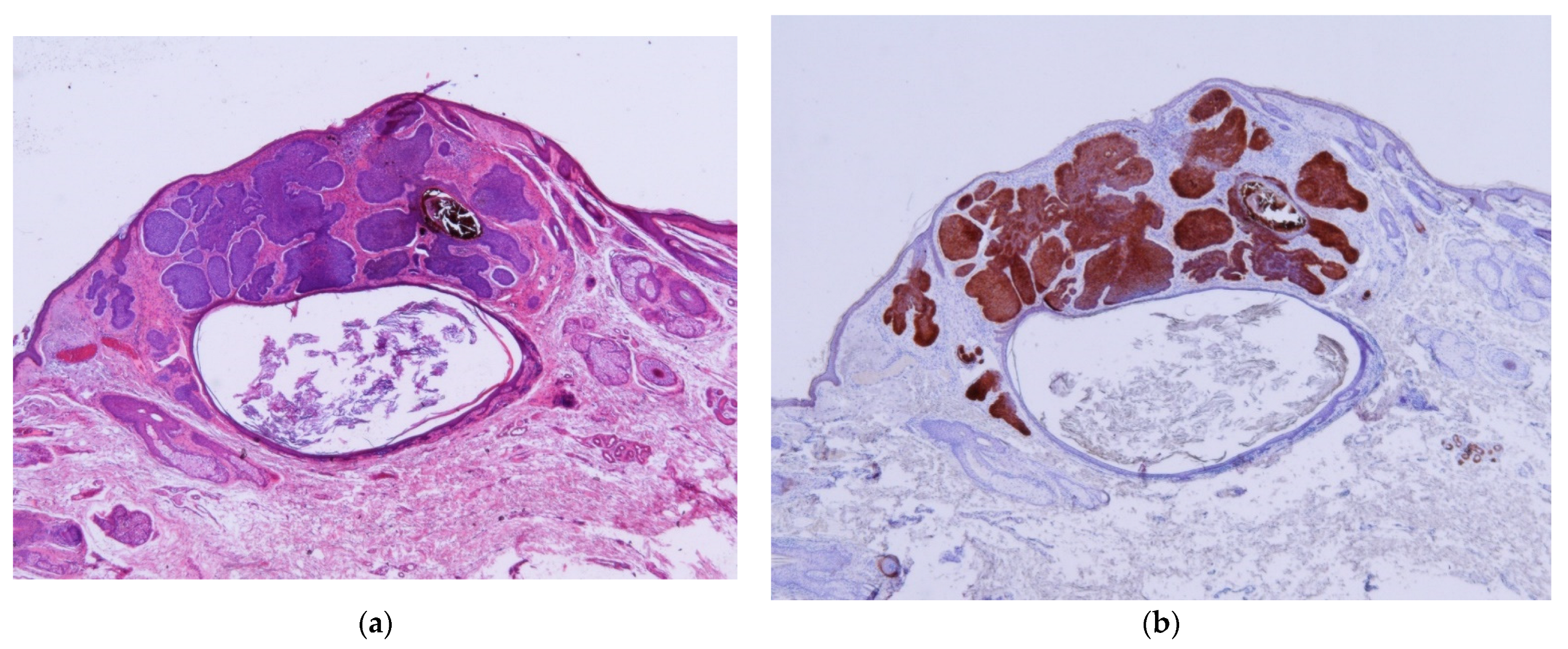 Dermatopathology 11 00032 g002