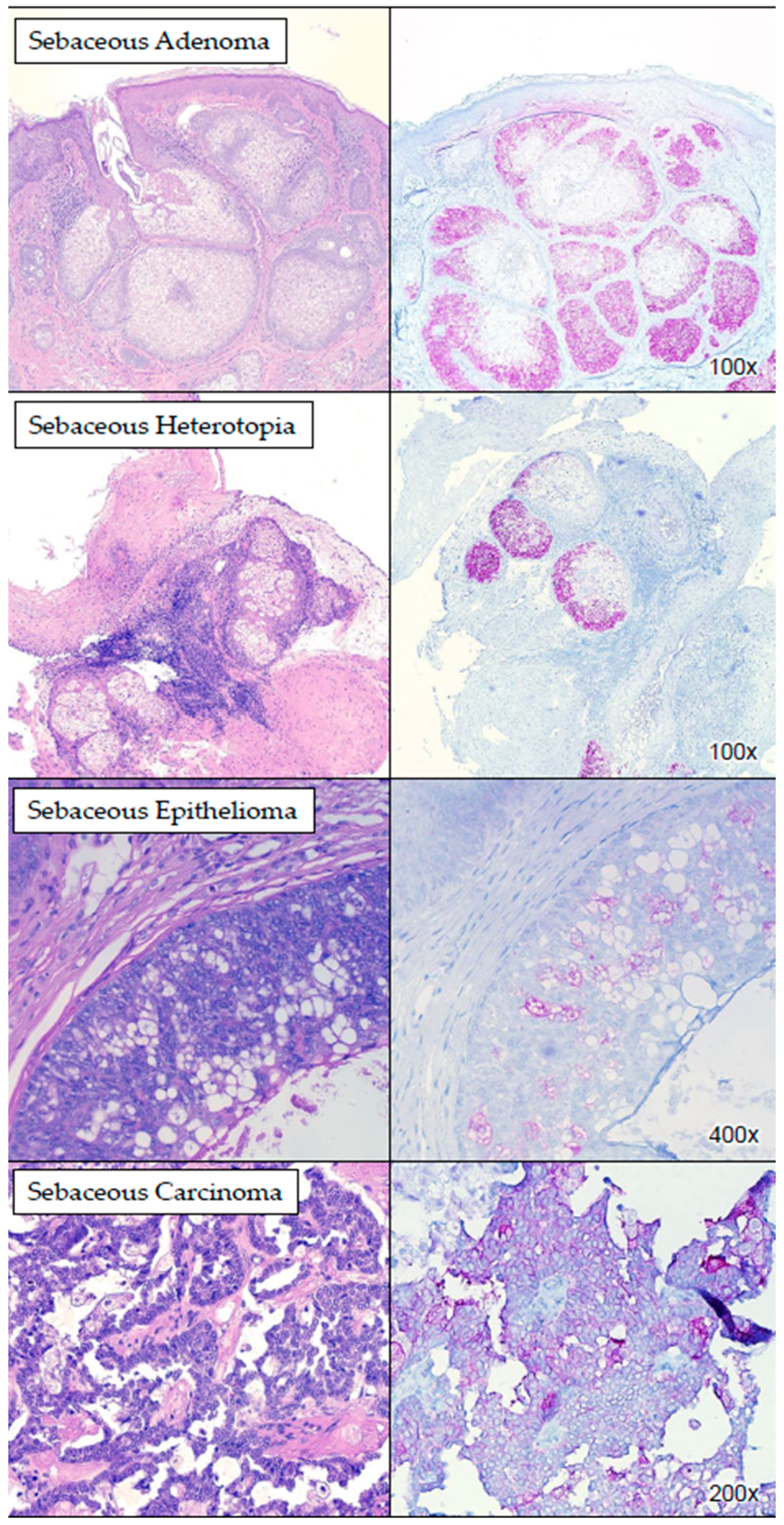 Dermatopathology 11 00039 g001