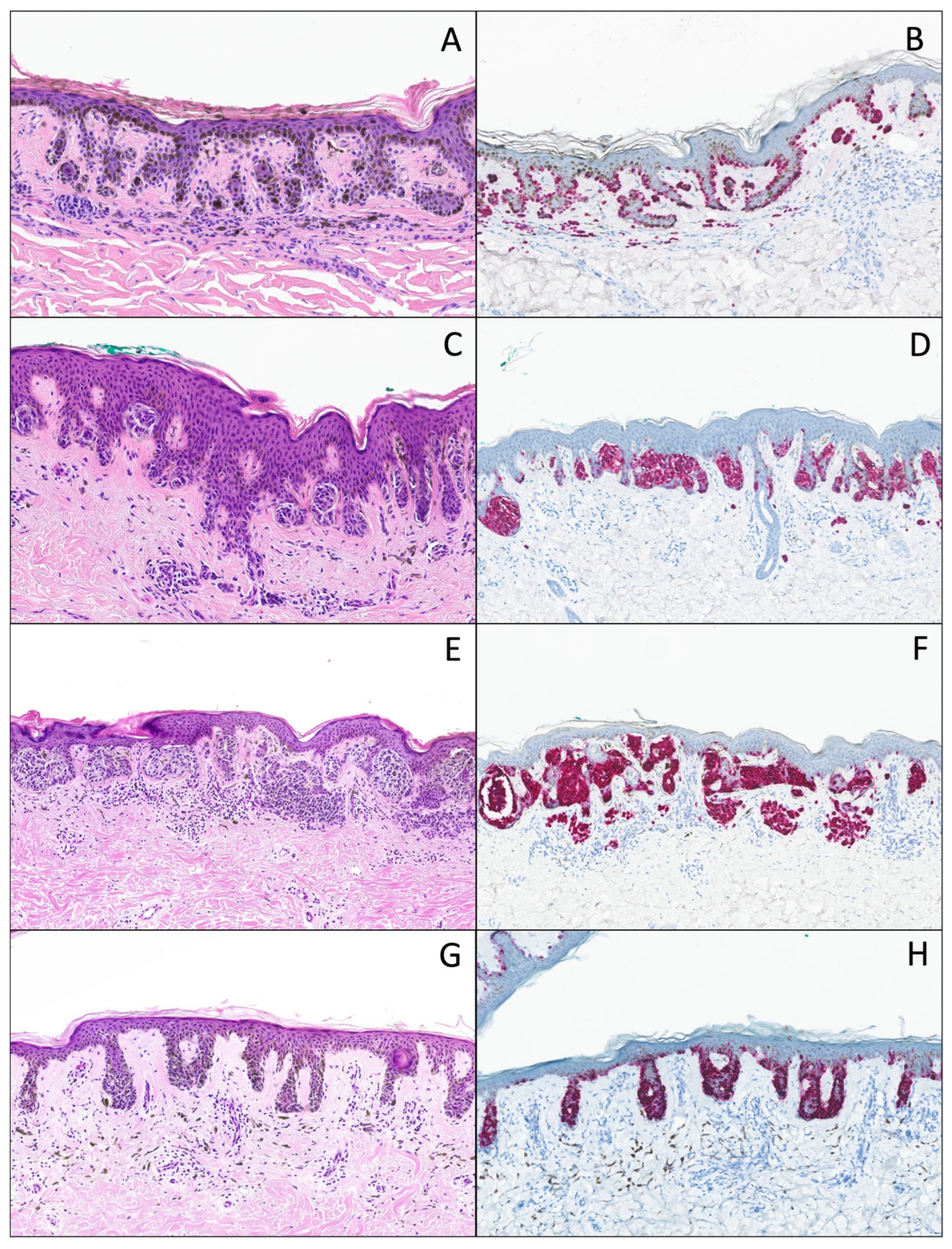 Dermatopathology 12 00003 g001