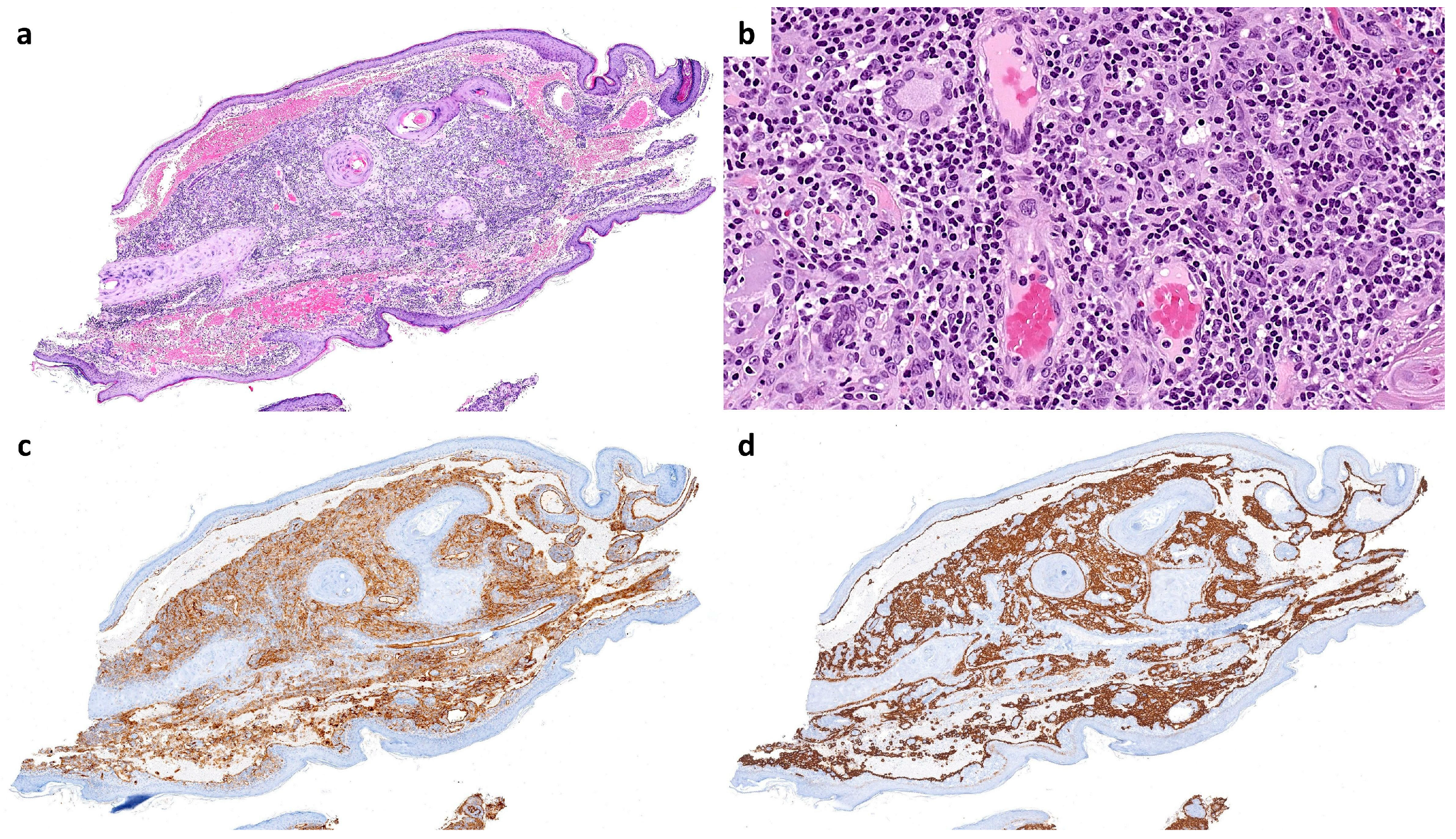 Dermatopathology 12 00009 g002