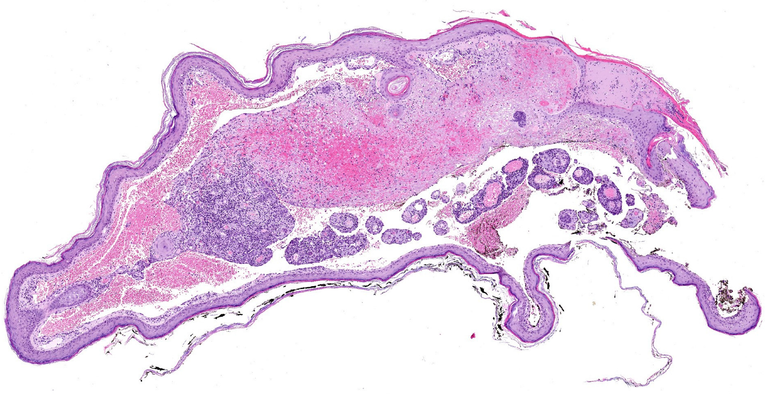 Dermatopathology 12 00009 g003