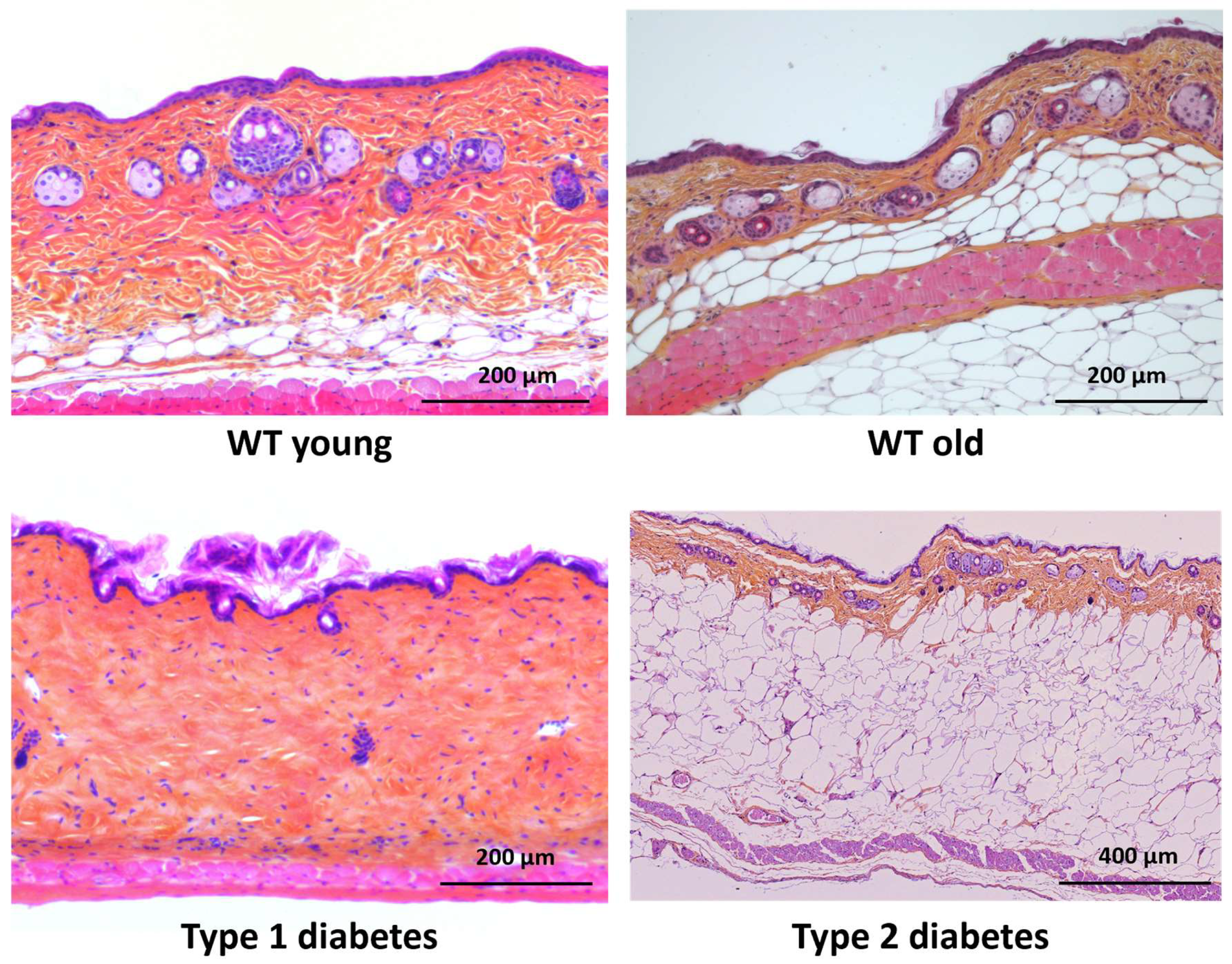 Dermatopathology 12 00018 g001 Dermatopathology 12 00018 g001