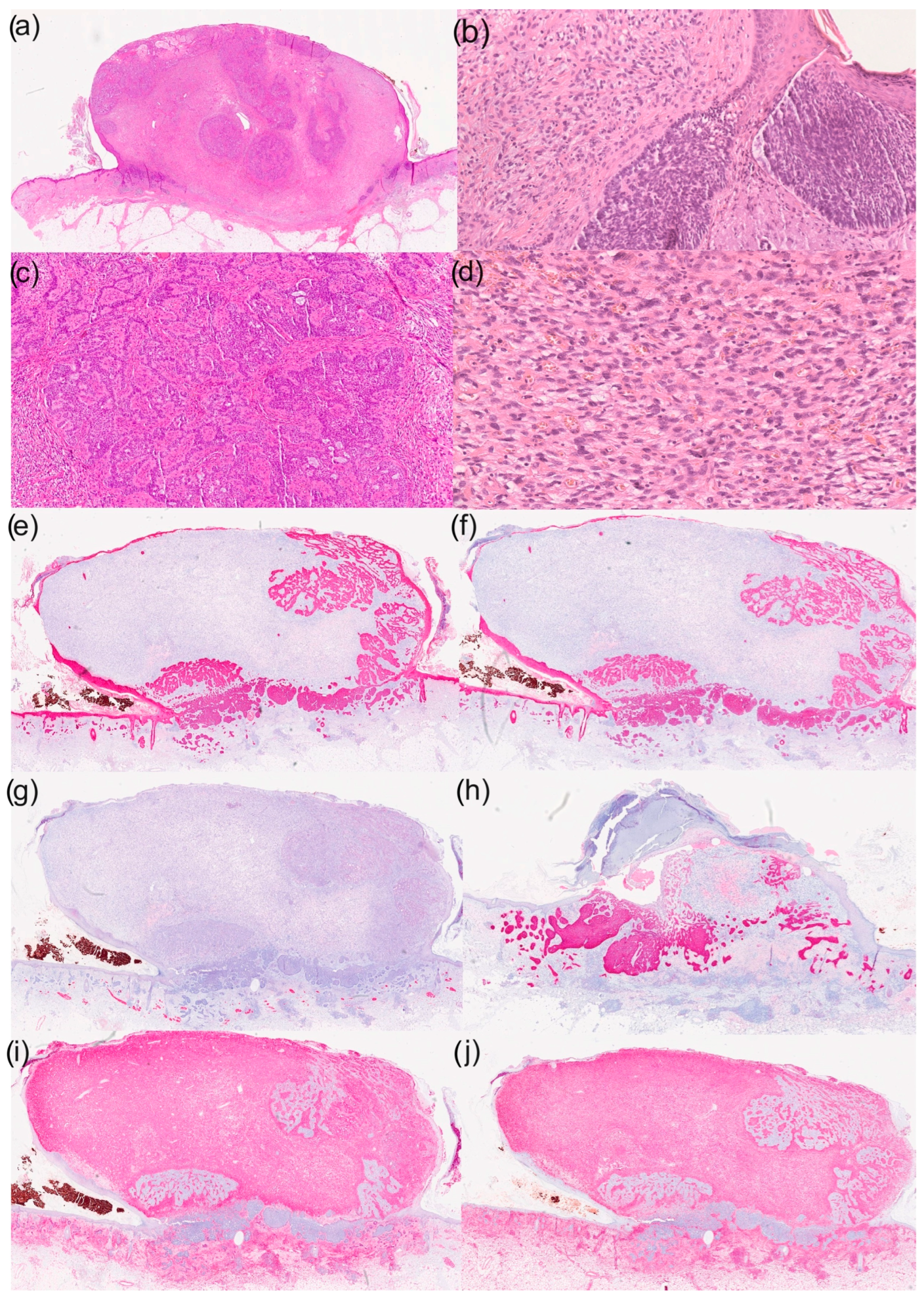 Dermatopathology 12 00020 g001