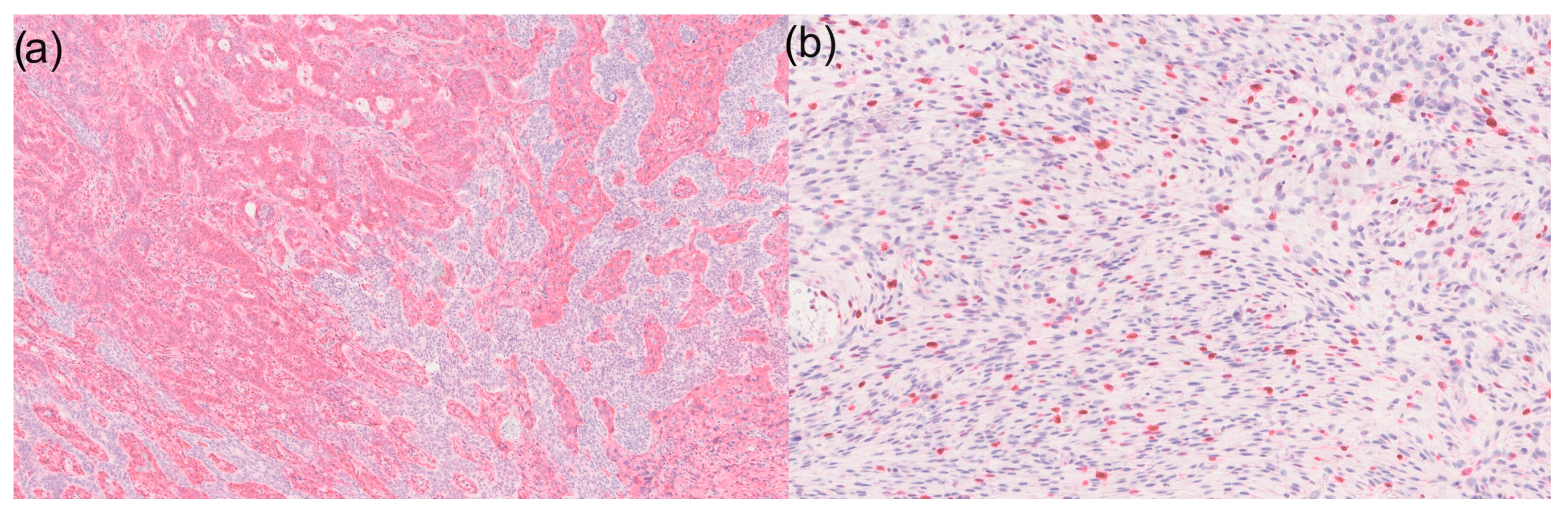 Dermatopathology 12 00020 g002