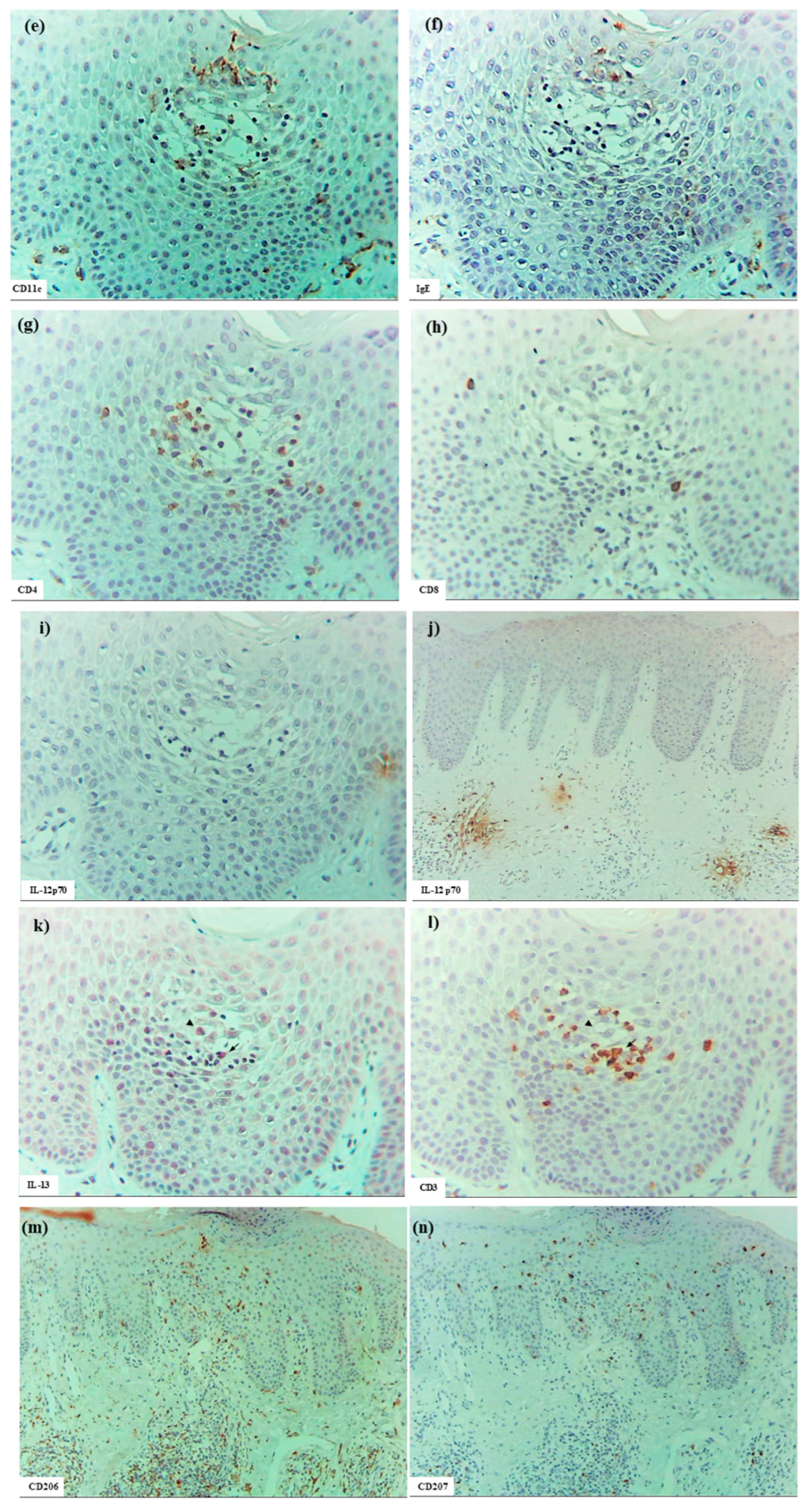 Dermatopathology 12 00023 g001b