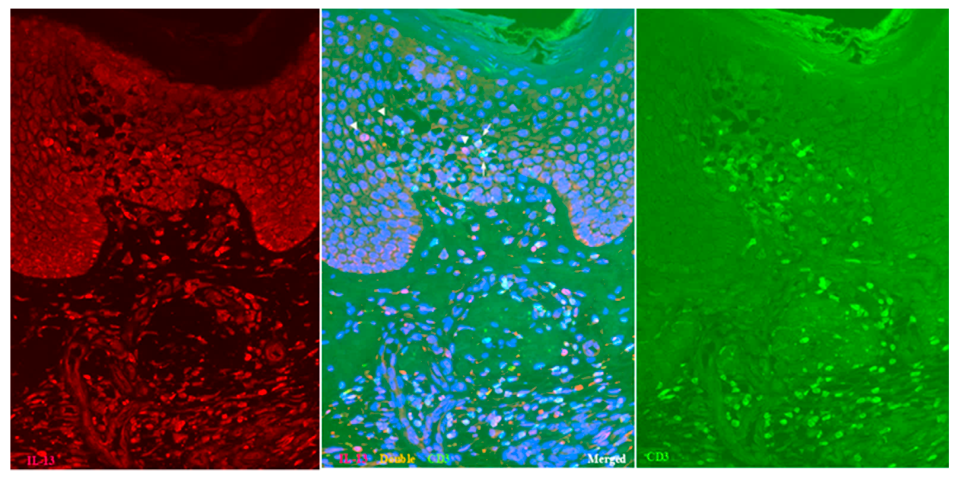 Dermatopathology 12 00023 g002