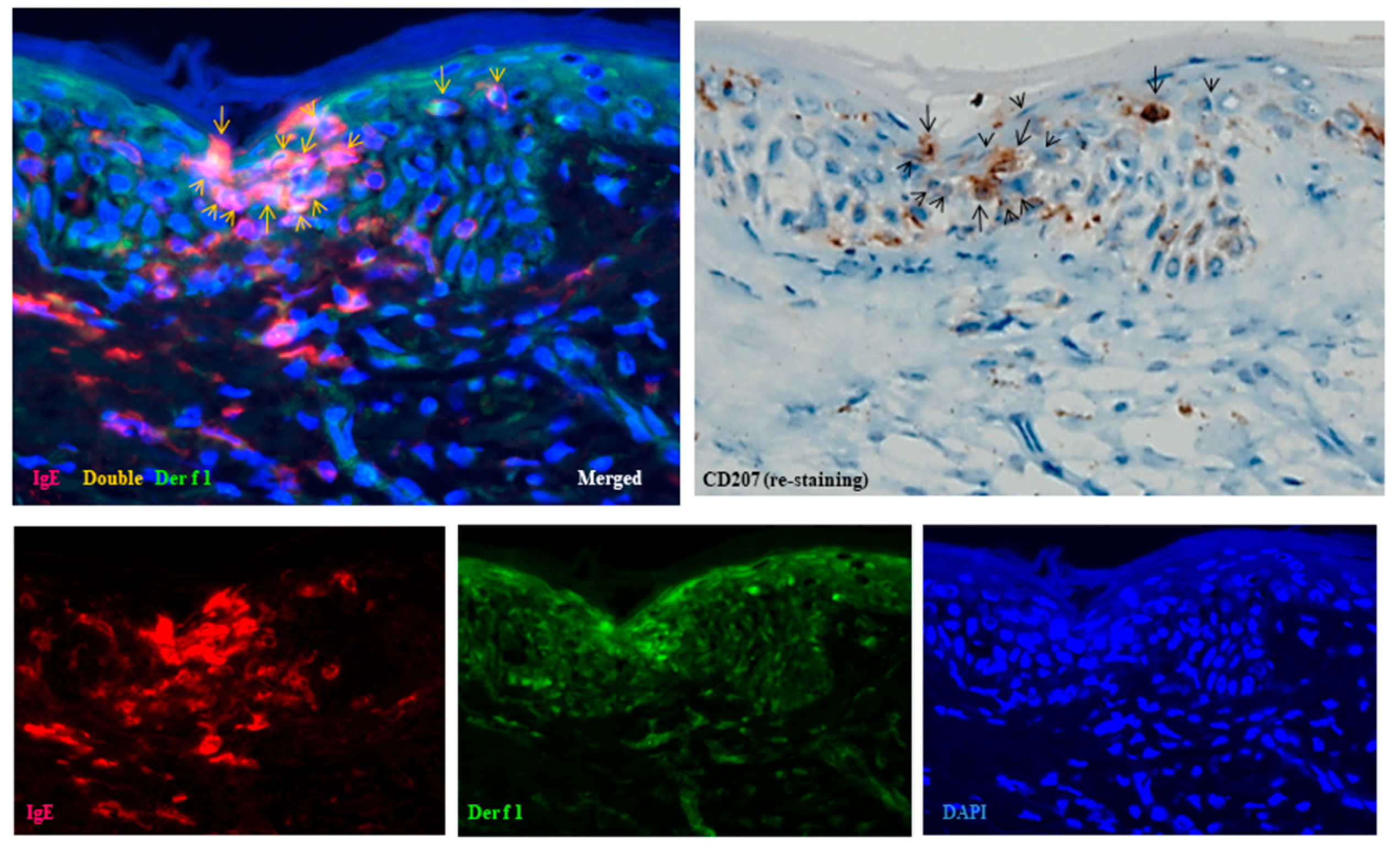 Dermatopathology 12 00023 g004