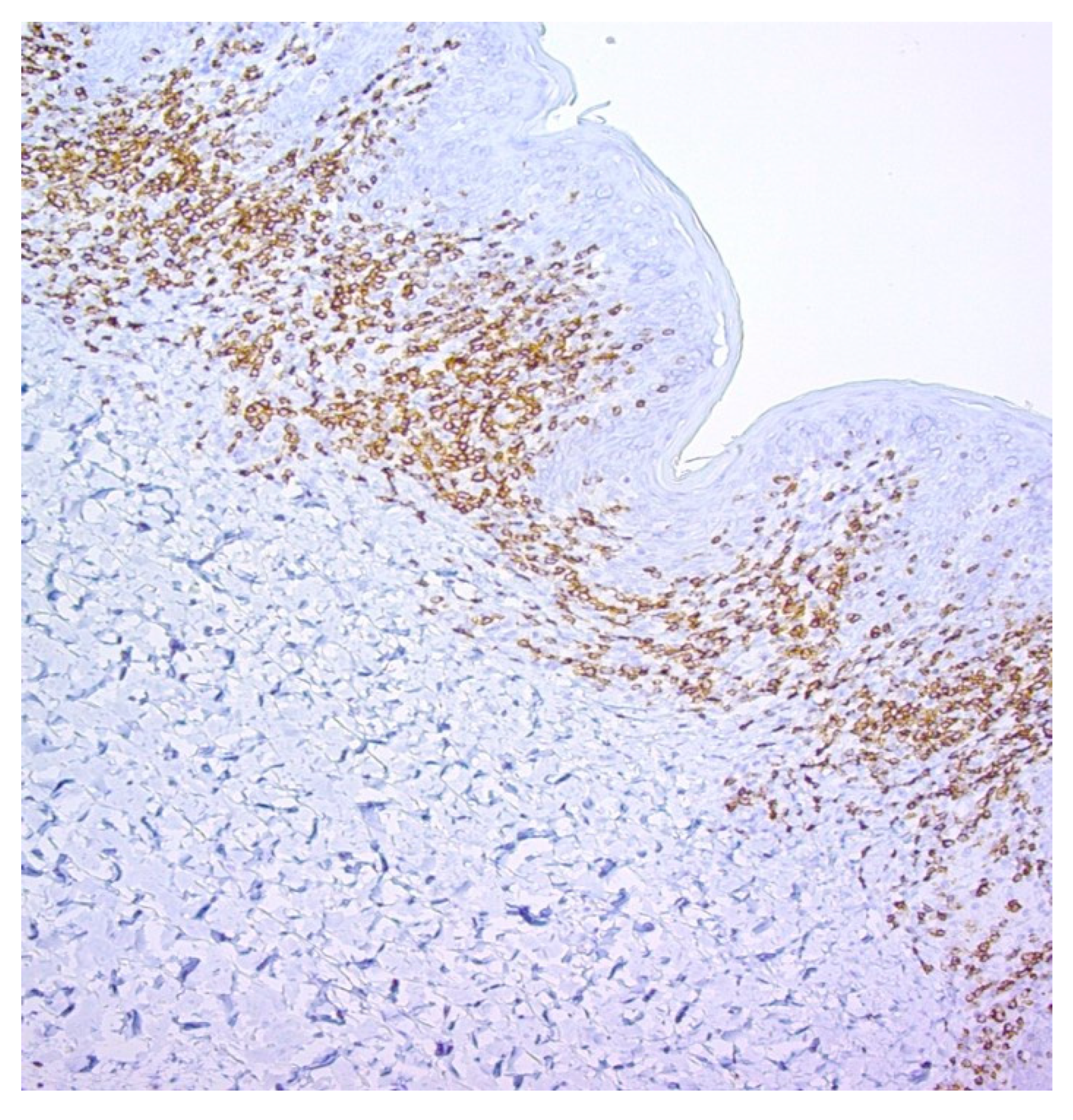 Dermatopathology 12 00029 g003