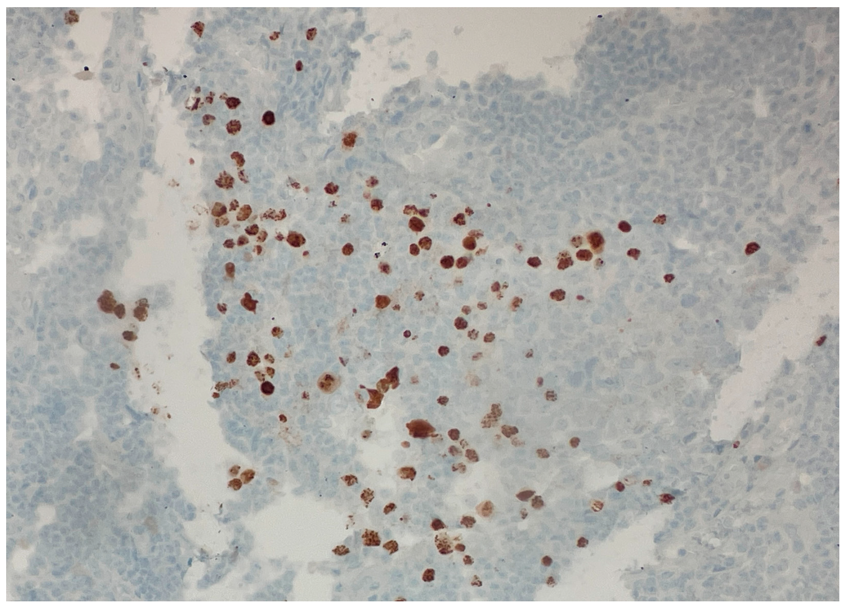 Dermatopathology 12 00033 g001 Dermatopathology 12 00033 g001