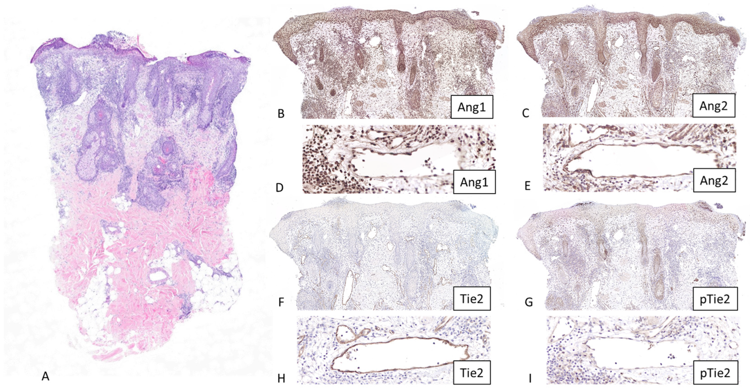 Dermatopathology 13 00002 g001 Dermatopathology 13 00002 g001